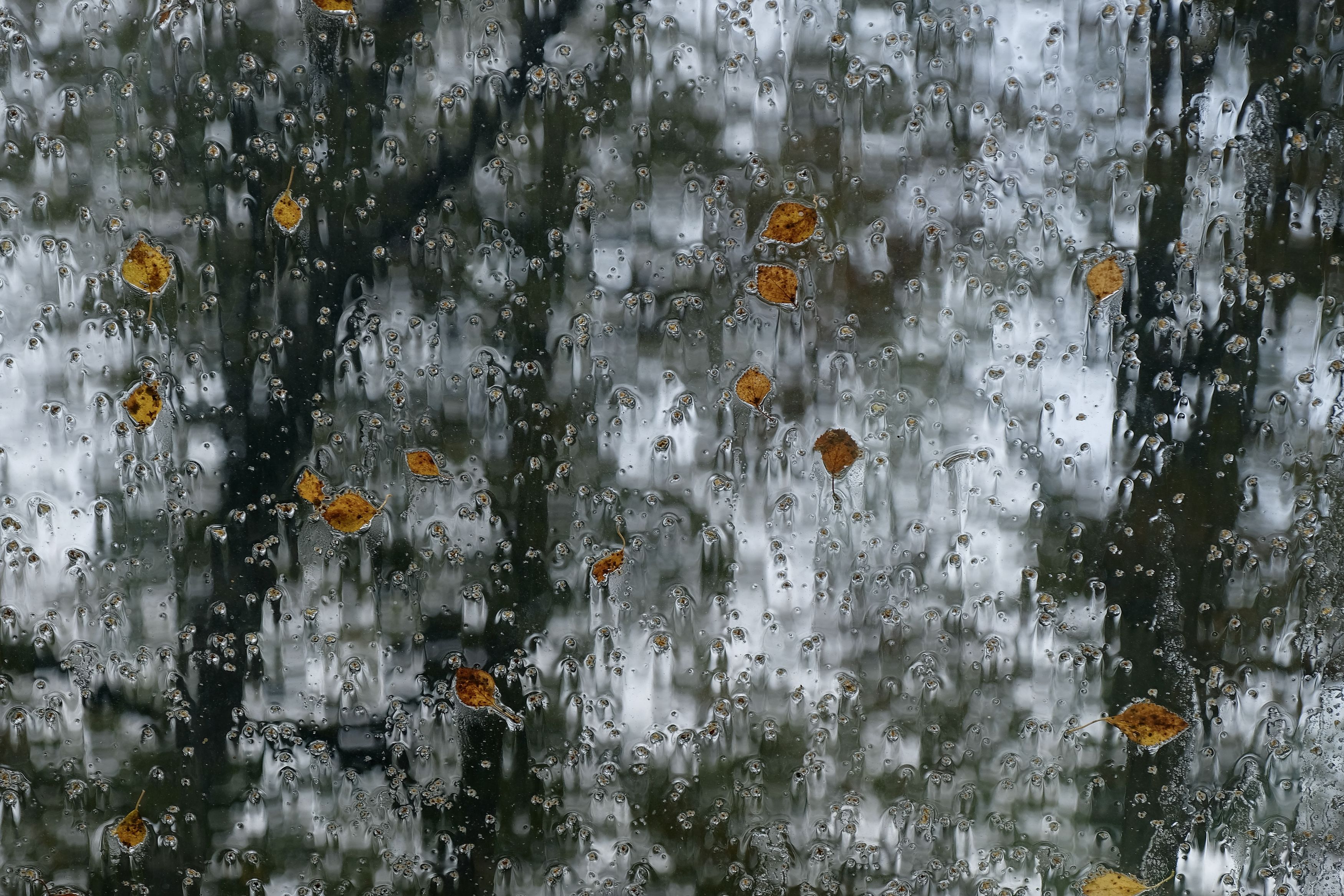 Abstraction, Autumn, Fall, rain, weather, trees, water, nature, Norway, leaves, осень, дождь, mood, , Svetlana Povarova Ree