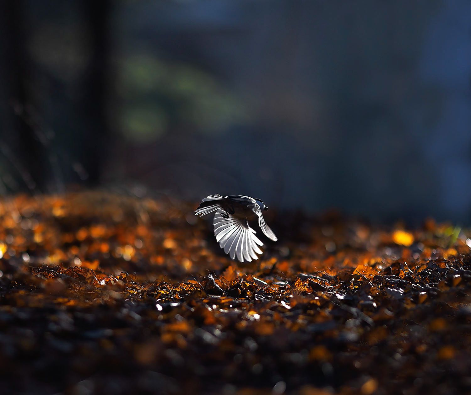 синица, полёт, осень, природа, titmouse, flight, autumn, nature, Юлия Стукалова