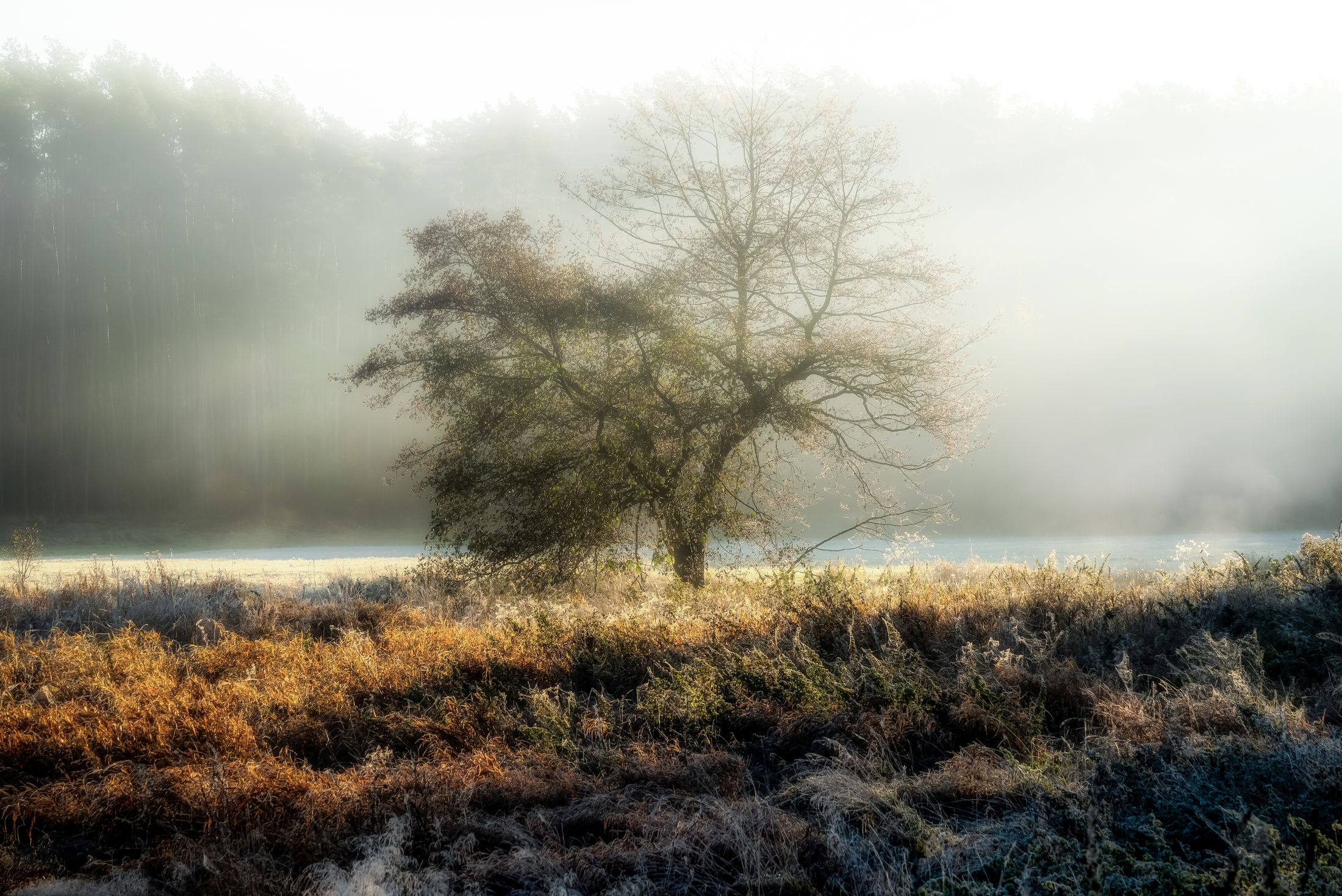 tree  autumn  fog  lonely  landscape  atmosphere  light  nature  dawn  Landscape - Scenery  Scenics - Nature  Sky  Photography  No People, Krzysztof Tollas