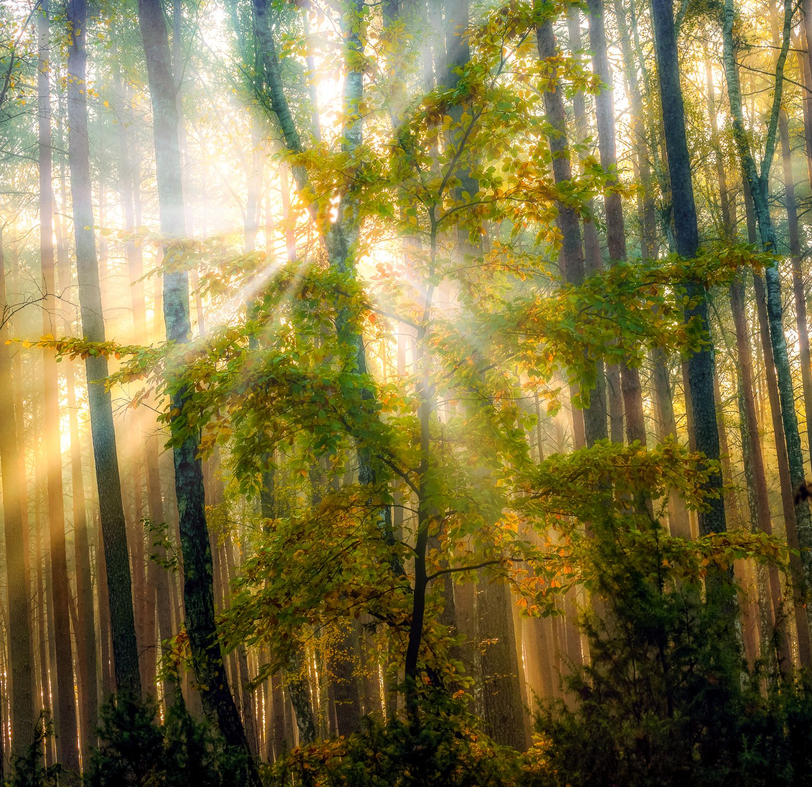 nature  autumn 2021  forest  trees  fog  sunbeams  morning  forest atmosphere  sun  light  Outdoors  Beauty In Nature  Scenics - Nature  Photography, Krzysztof Tollas