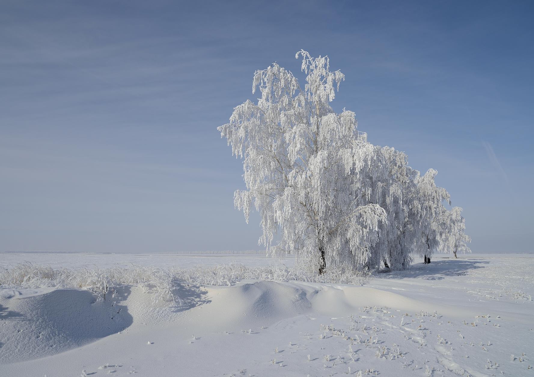 Иней зима, Курская область, Андрей Балабин