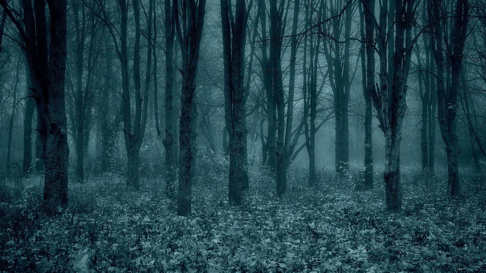лес, туман, осень, природа, таинство, мистика, Serj Master