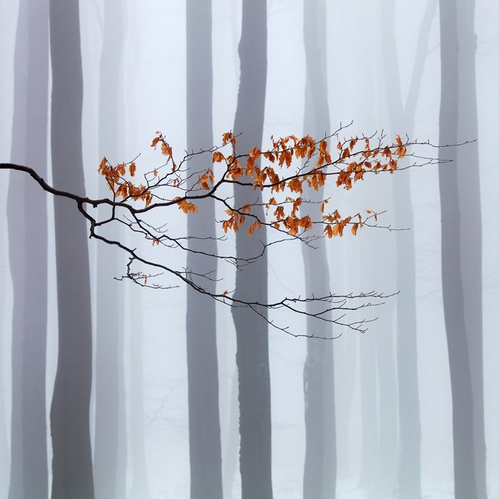 Atmosphere, Beech, Branch, Forest, Minimalism, Mood, Nature, Trees, Martin Rak