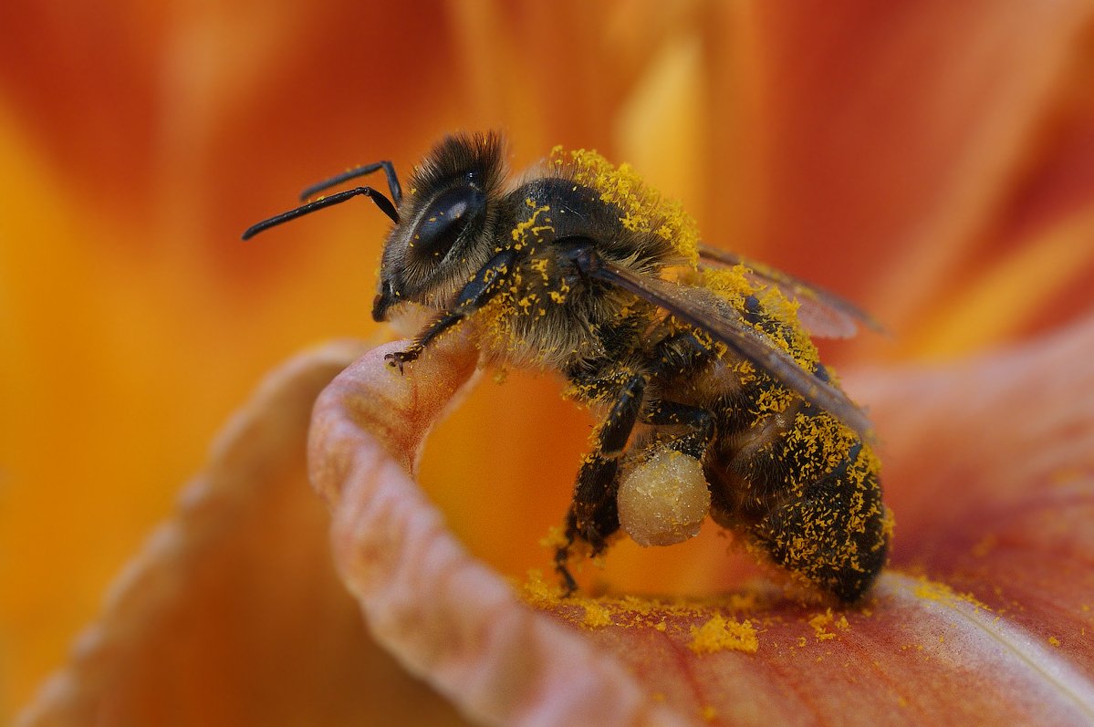 пчела, цветок, пыльца, Ирина Фурашова
