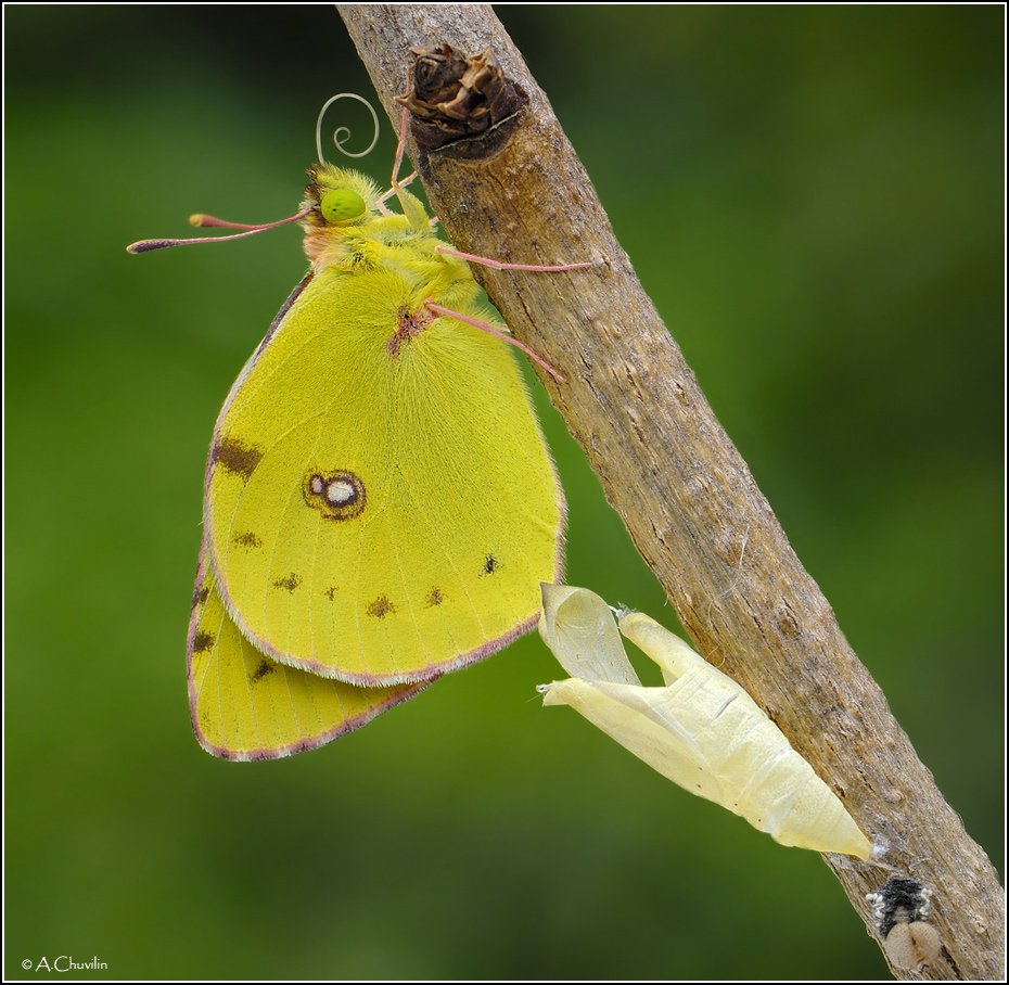 выход,на,свет,из,куколки,бабочка,желтушка,colias,croceus, Александр Чувилин