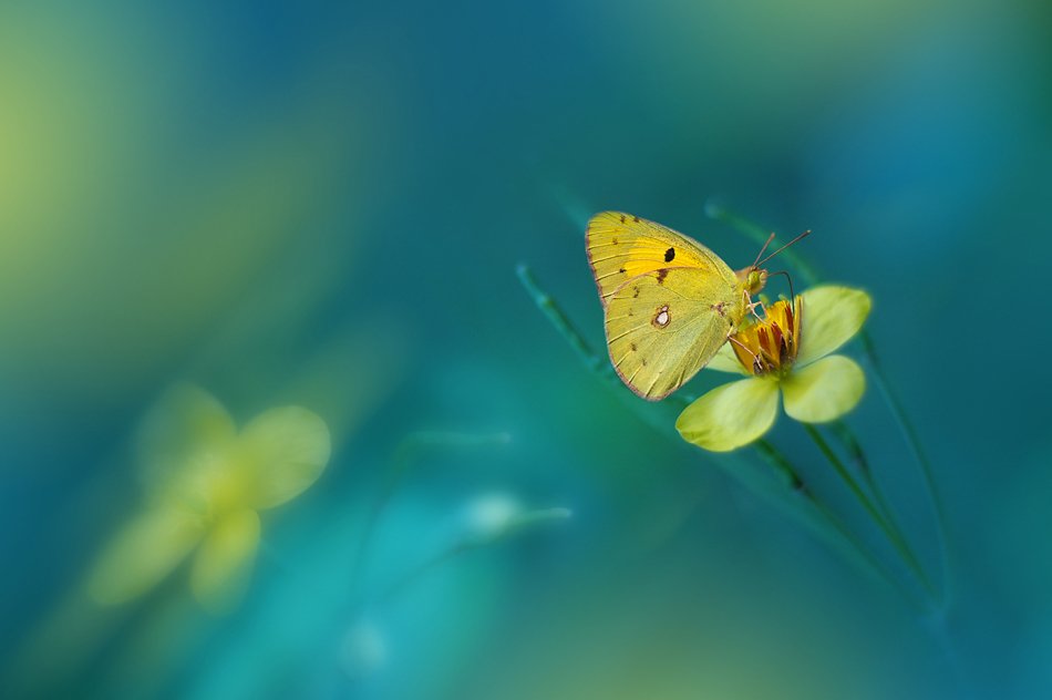 Bokeh, Butterfly, Closeup, Flower, Green, Macro, Juliana Nan