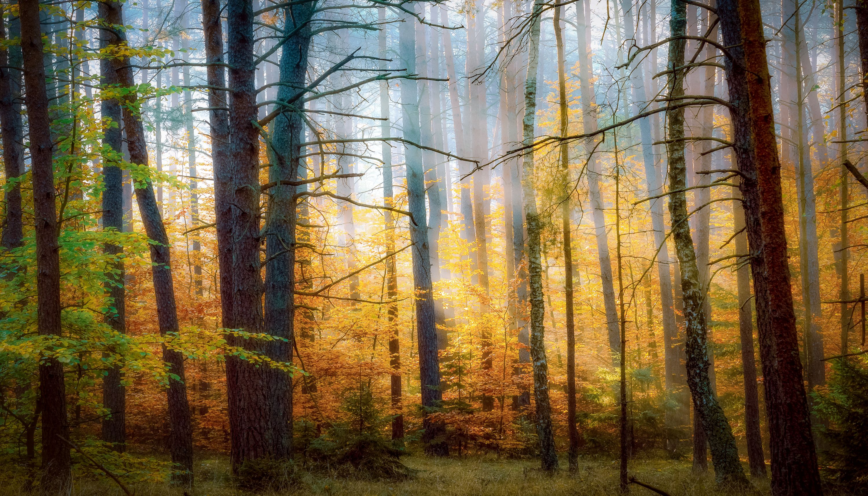 autumn 2021, autumn colors, leaves, forest, trees, forest atmosphere, foggy morning, sunlight, nature, Krzysztof Tollas