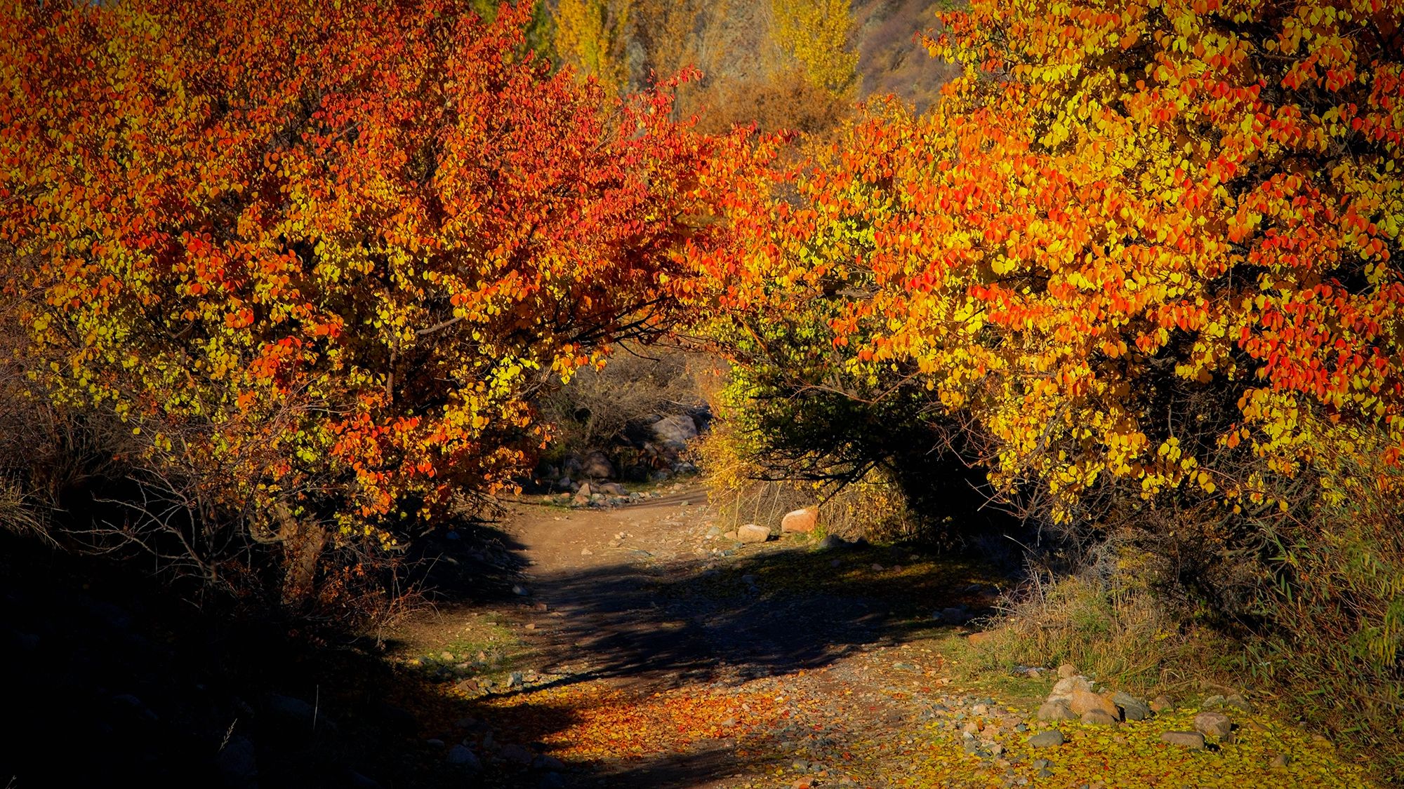 35 фото осень Pictures Leaf Autumn Nature Branches 1200x1920