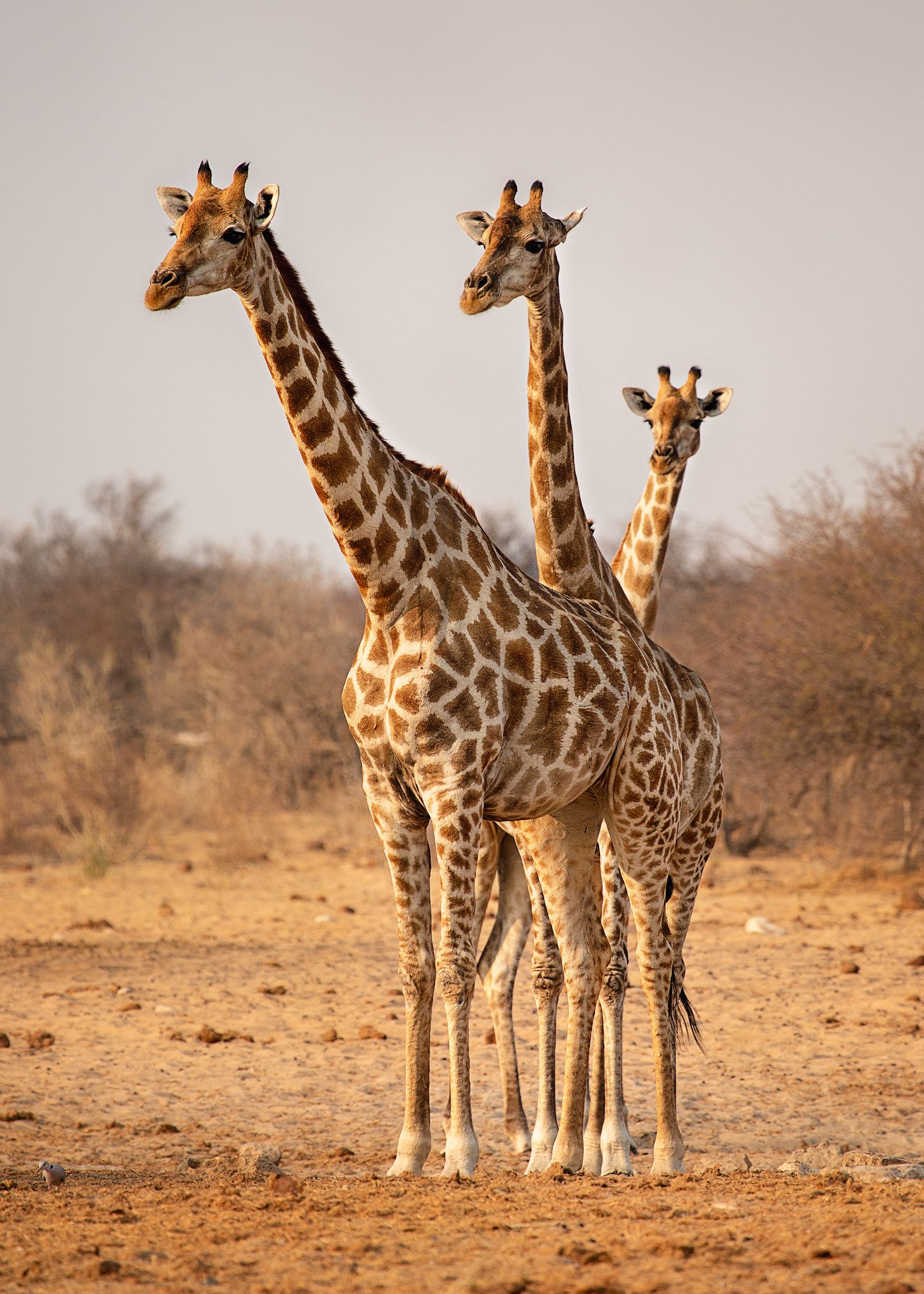 #Намибия #Этоша #жирафы #три #национальный парк #животные #Namibia #etosha #africa #animal #giraffe #Африка, Наталия Деркач