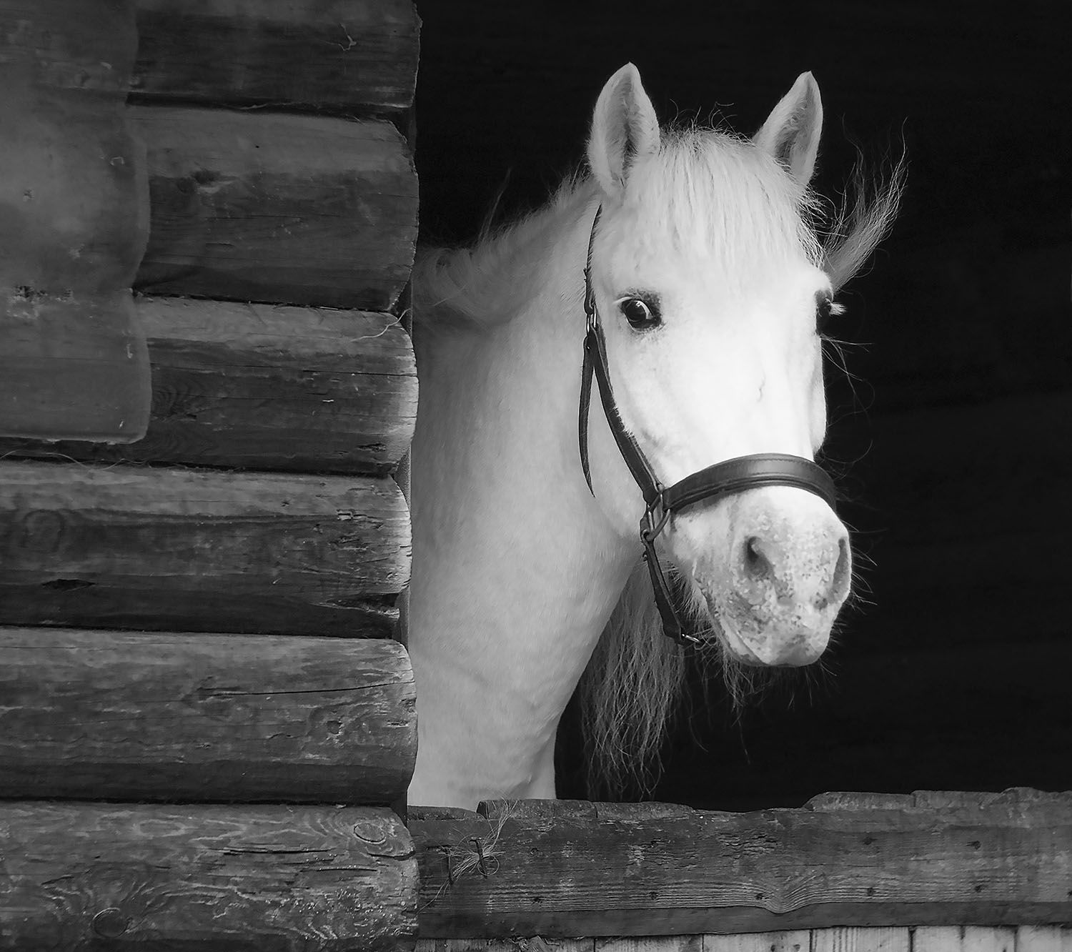 лошадь, эмоции, портрет, horse, beautiful, emotional, Юлия Стукалова