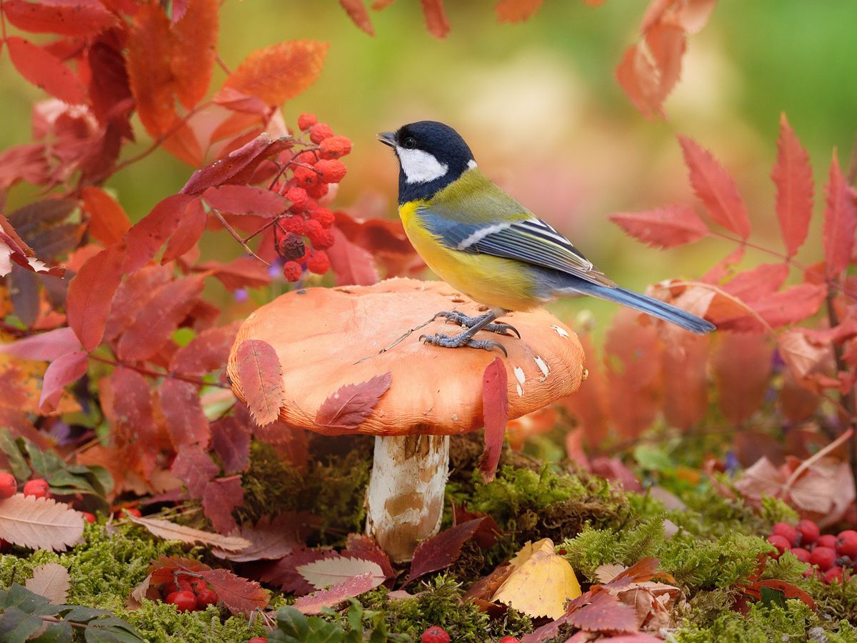 природа, фотоохота,  птицы, животные, осень, синица, vladilenoff