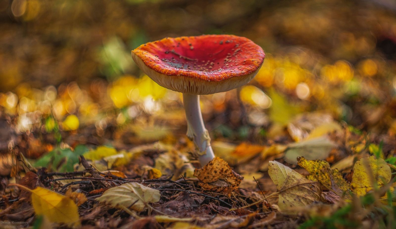 #природа, #осень, #гриб, #mushroom, #nature, #autumn, #bokeh, Romanov Denis