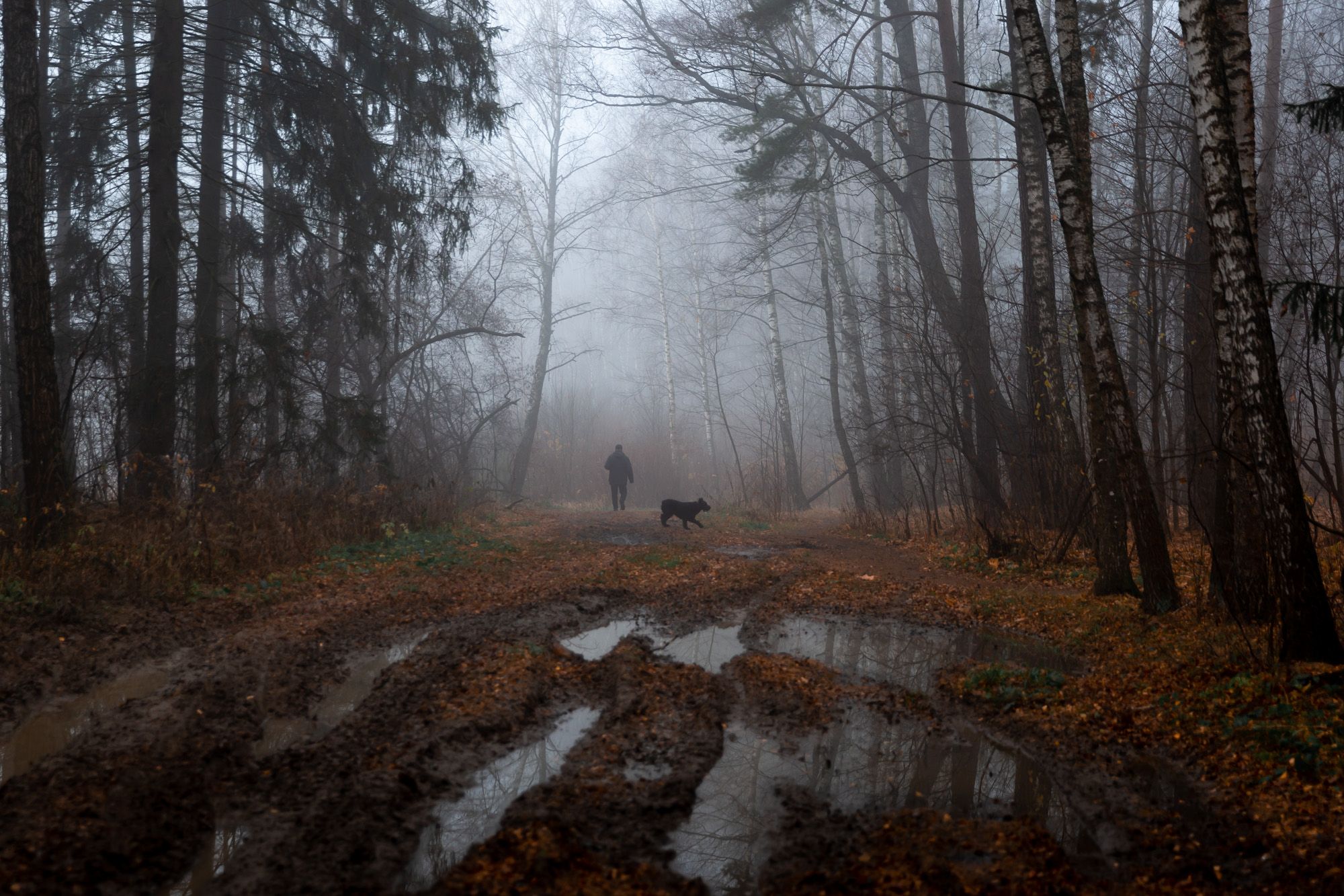 осень , туман, утро с собакой, пасмурно, утренний туман,  дорога, лужи, опавшие листья, Ирина Назарова