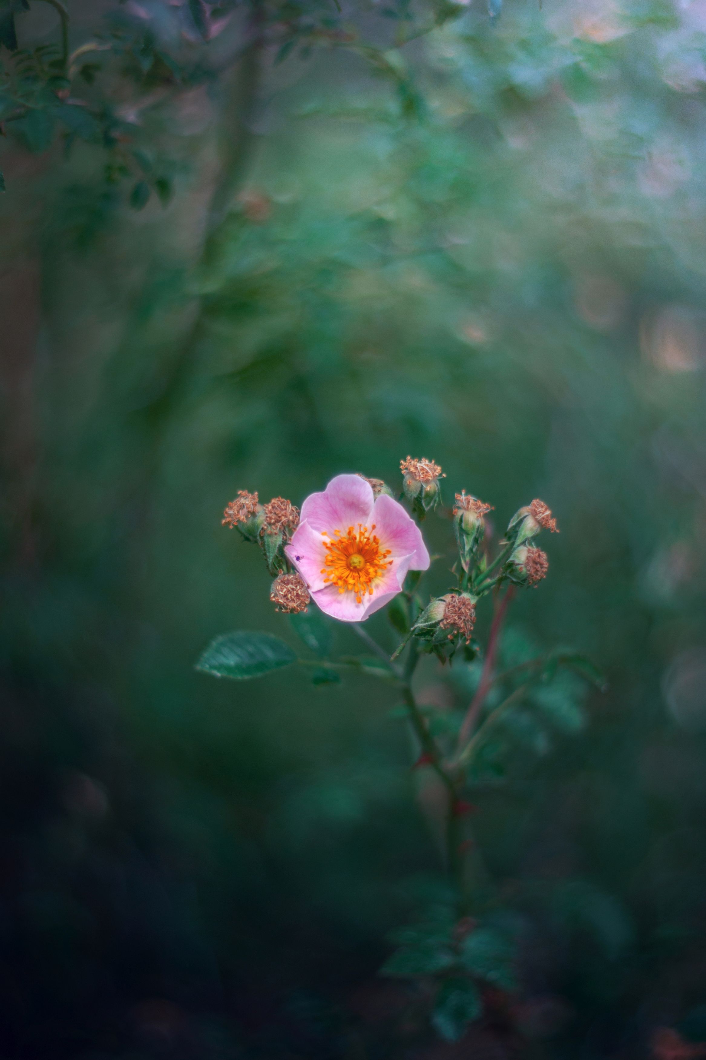 yellow,flowers,wild,nature,light,bokeh,pink,zenit,helios,nikon,green,, Борислав Алексиев