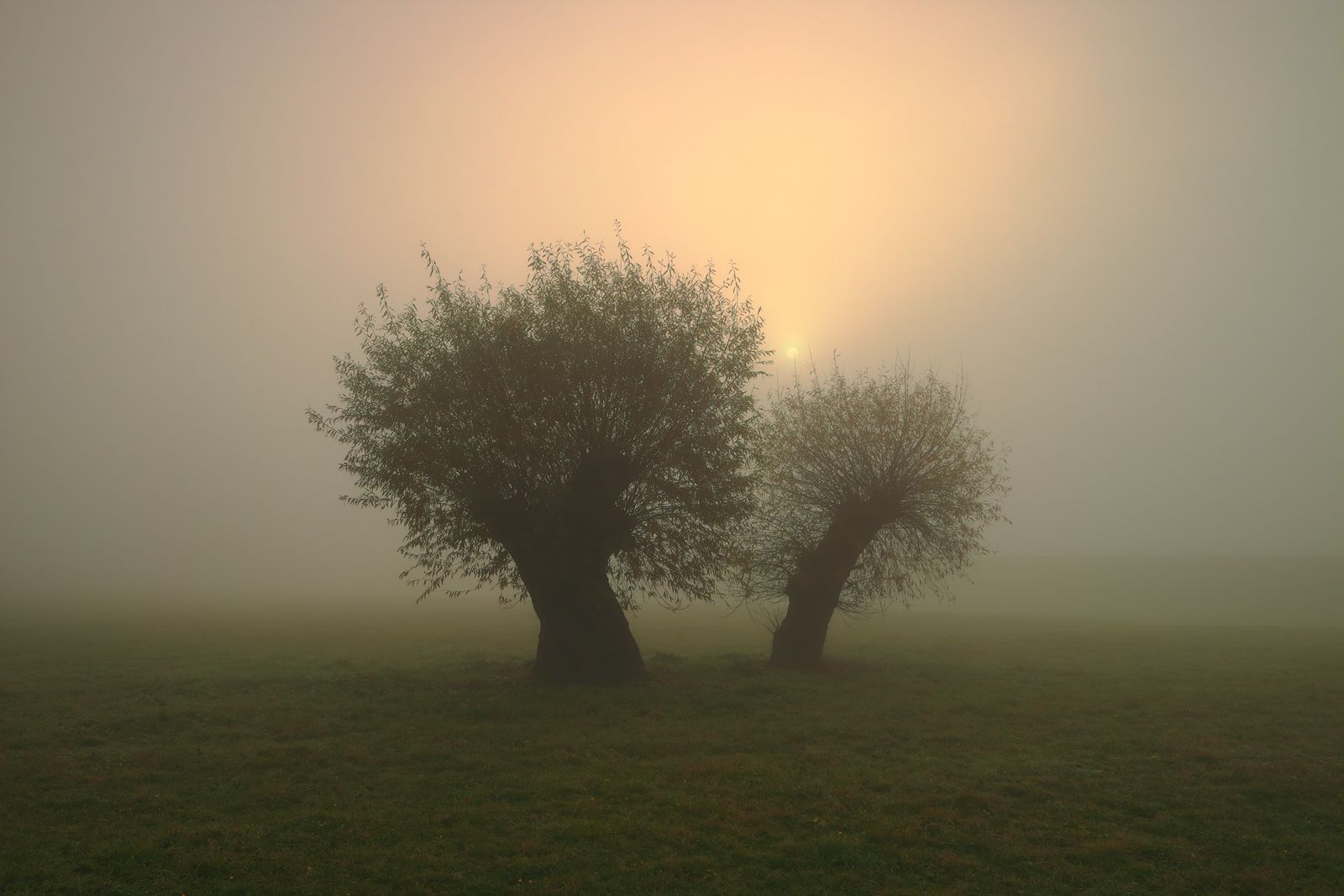 autumn, morning, sunrise, sun, tree, willow, mist, fog, light, meadow,, Jacek Lisiewicz