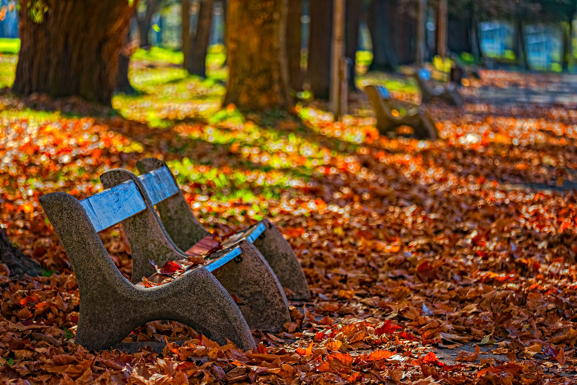 autumn, bench, color, colors, color image, foliage, landscape, leaf, leaves, nature, outdoor, park, photograph, photography, scene, tree, trees,, Dr Didi Baev