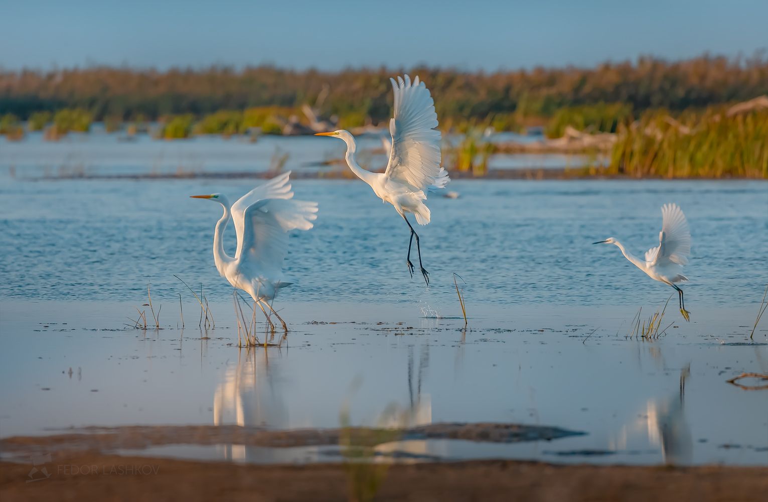 астраханская область, астраханский заповедник, река, вода, волга, дельта волги, осень, цапля, птицы, животное, полёт, белый, синий, крылья,, Лашков Фёдор