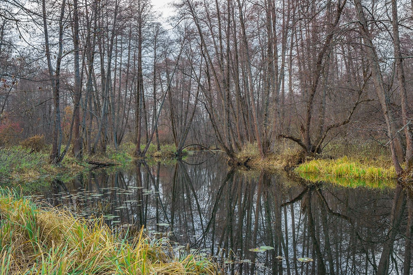 осень, лес, вода, река, Руслан Востриков