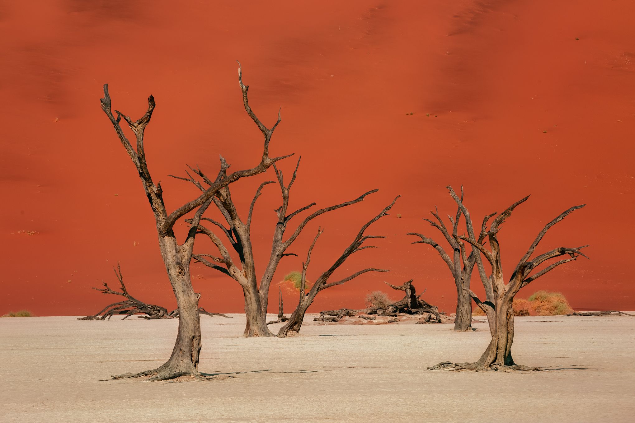 #Африка #Намибия #Мертвые деревья #Дедвлей #дюны #песок #africa #namibia #sand #dunes #Deadvlei #акация, Наталия Деркач
