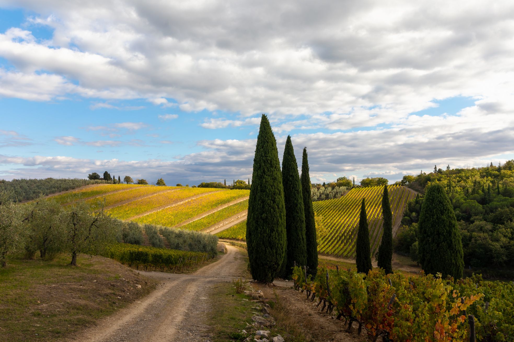 Tuscany, Italy, field, autumn, road, cypress, light, Евгения Чех