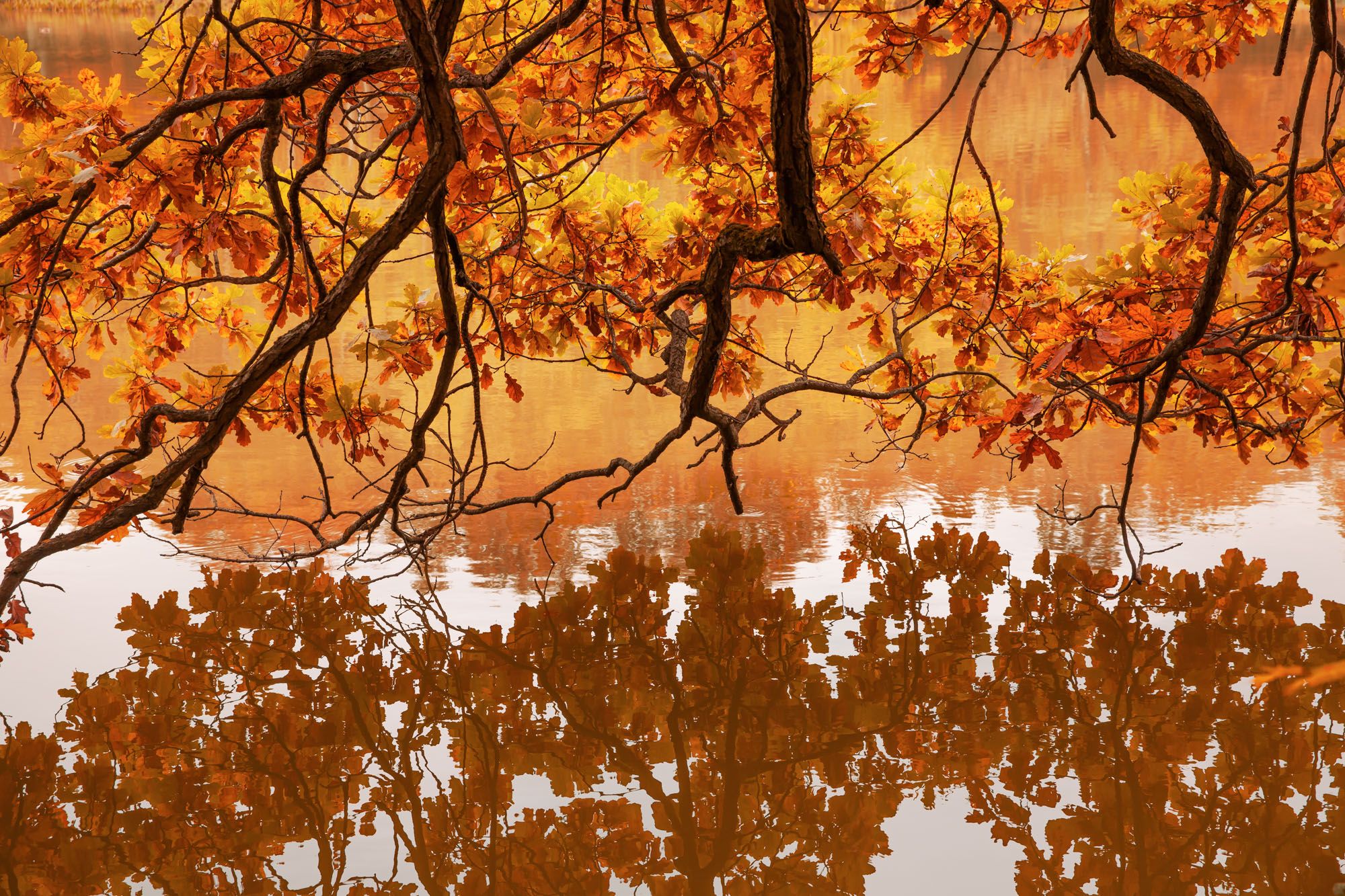 осень, осенняя листва, отражение ,осенние краски, оранжевый, Ирина Назарова