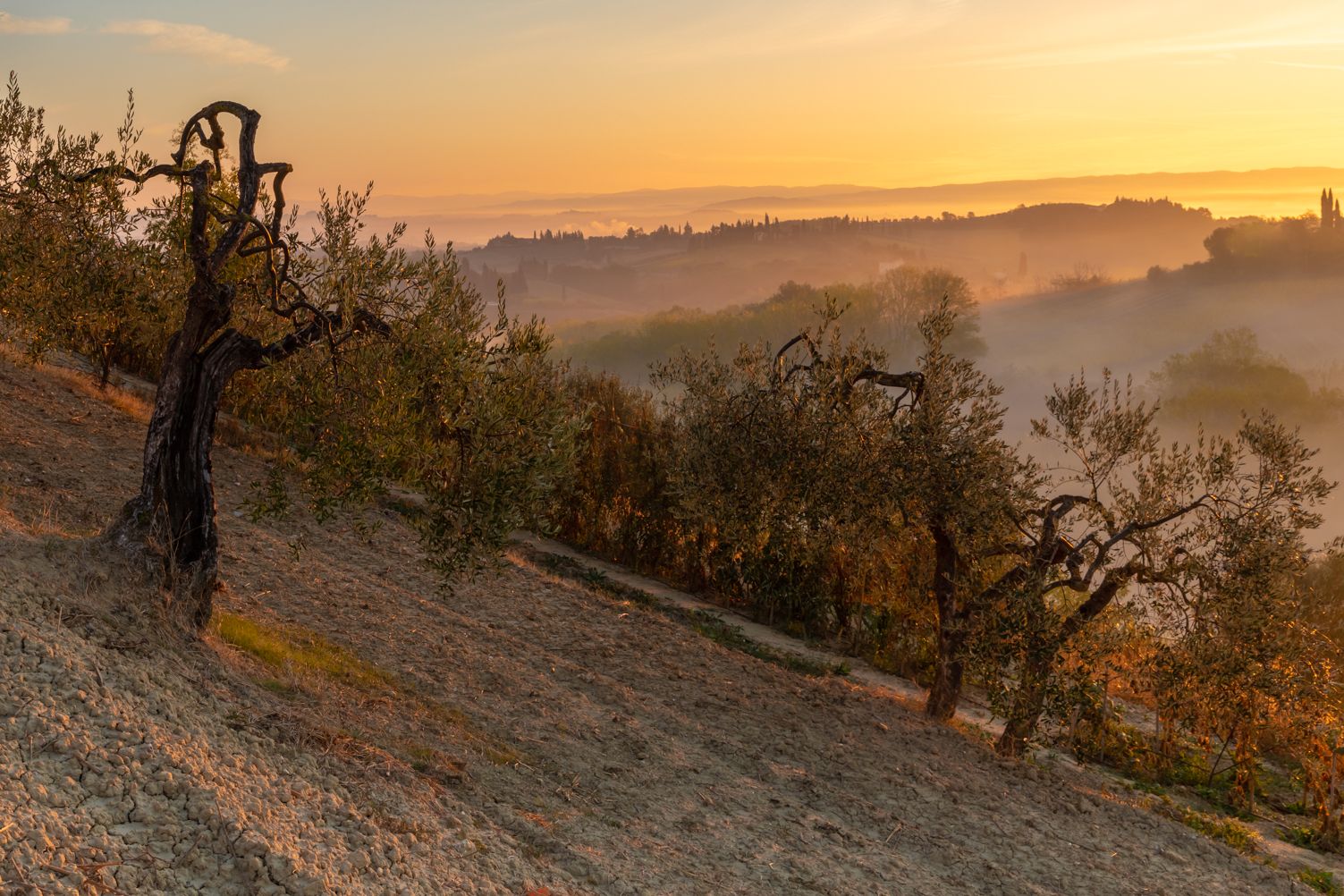 Tuscany, Italy, fog, sunrise, olive, , Евгения Чех