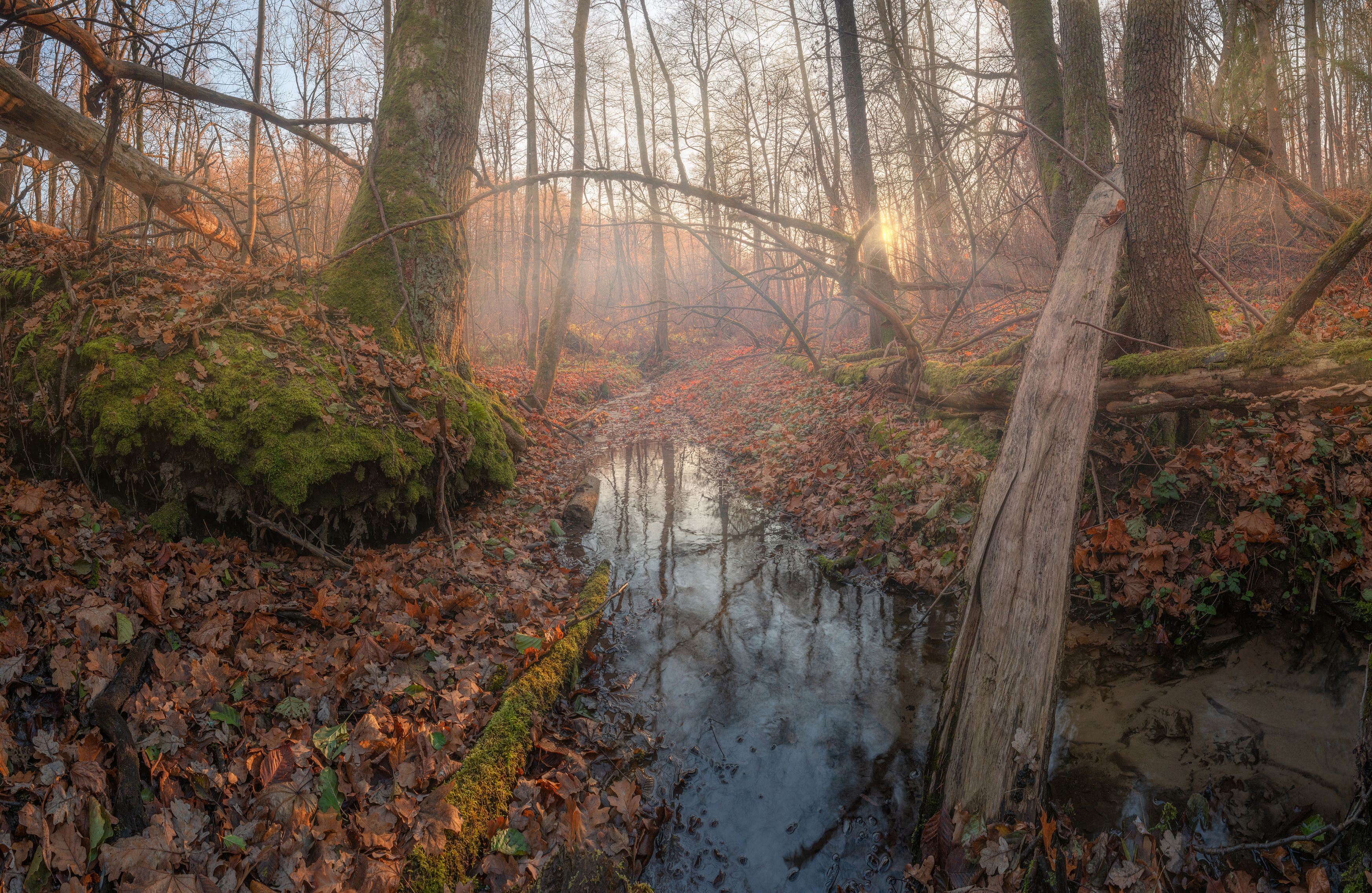 лес, пейзаж, природа, солнце, туман, река, закат, деревья, осень, landscape, nature, autumn, fall, Семён Кузнецов