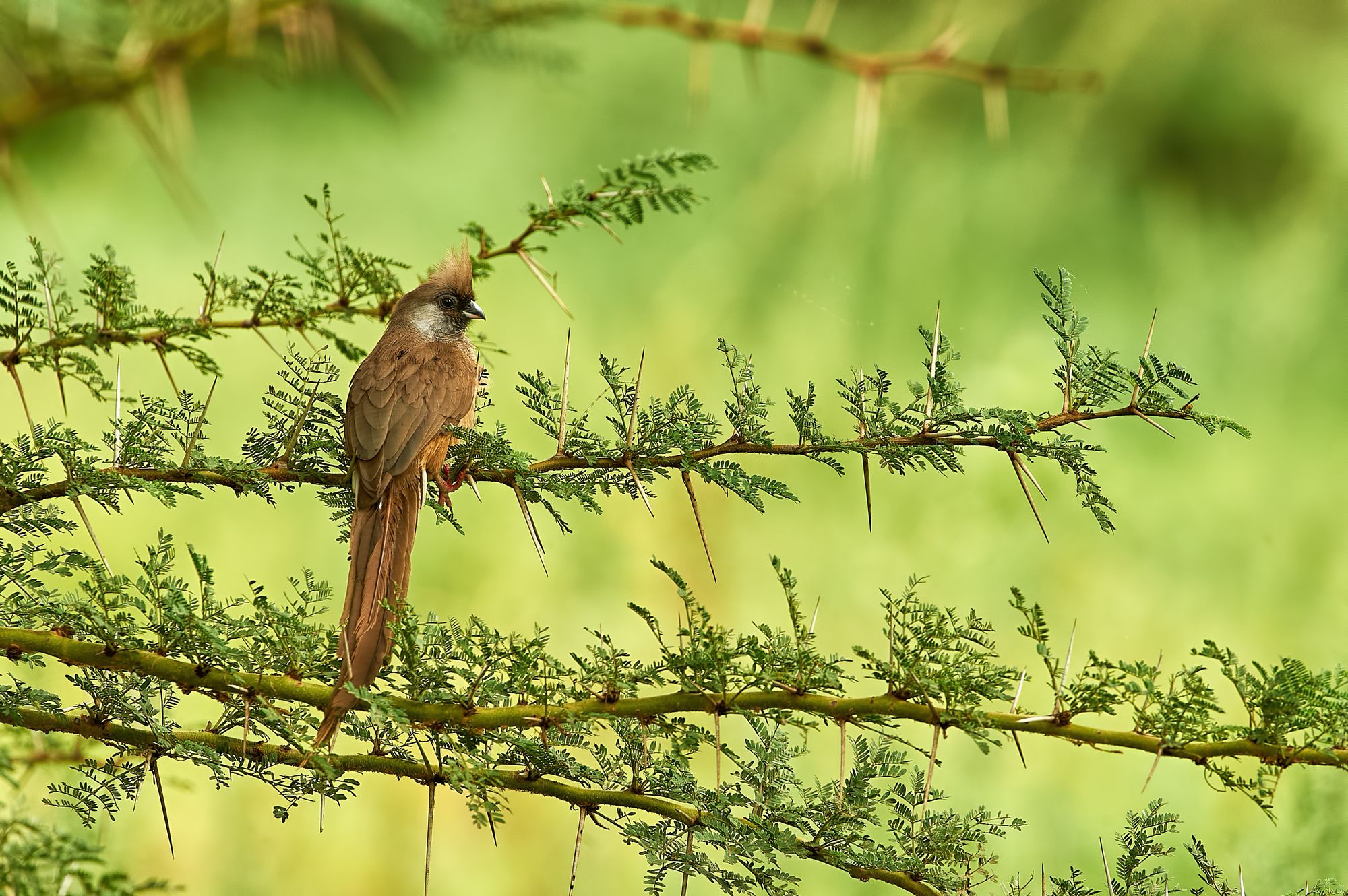 nature, wildlife, birds, Калин Ботев