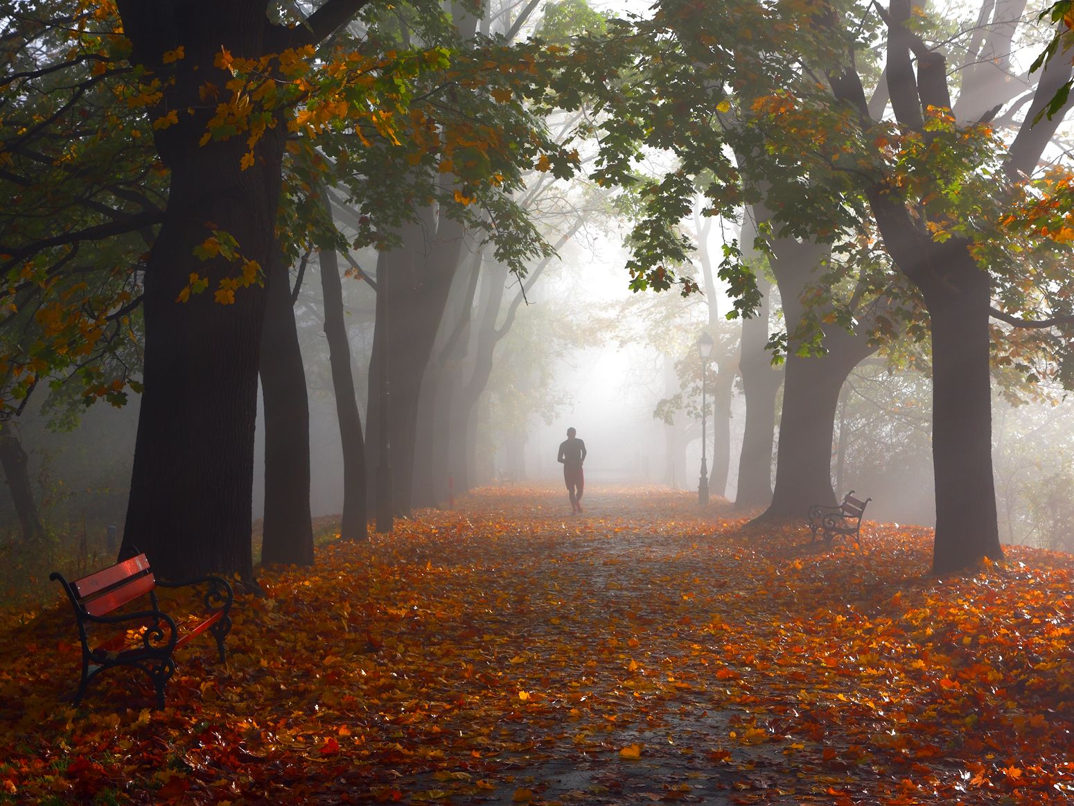 autumn, light, morning, tree, alley, park, leaf, color, sport, running, jogging, mood, man, mist, fog, ray,, Jacek Lisiewicz