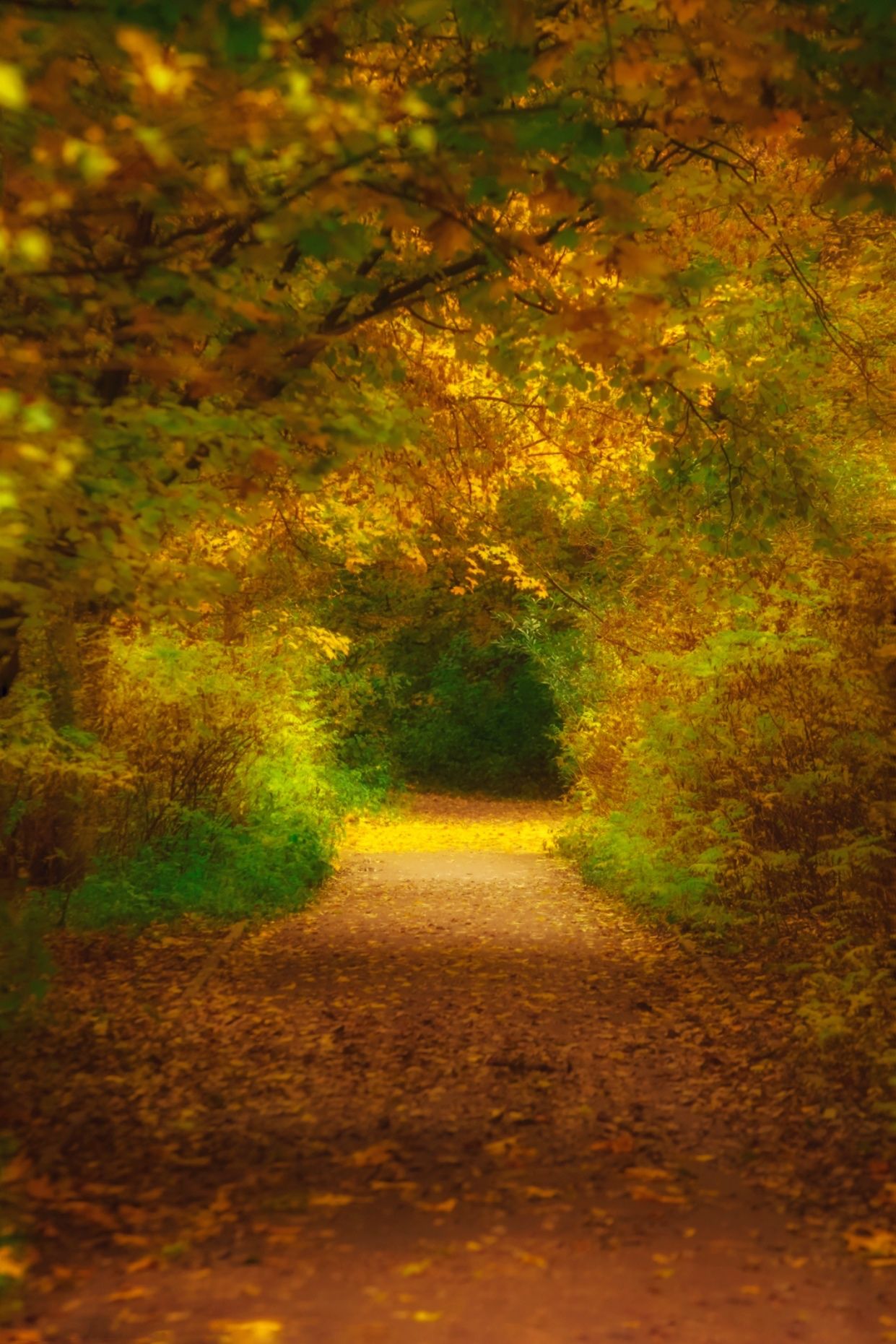 золотая осень, gold autumn, природа, пейзаж, landscape, nature, Julia Kaissa