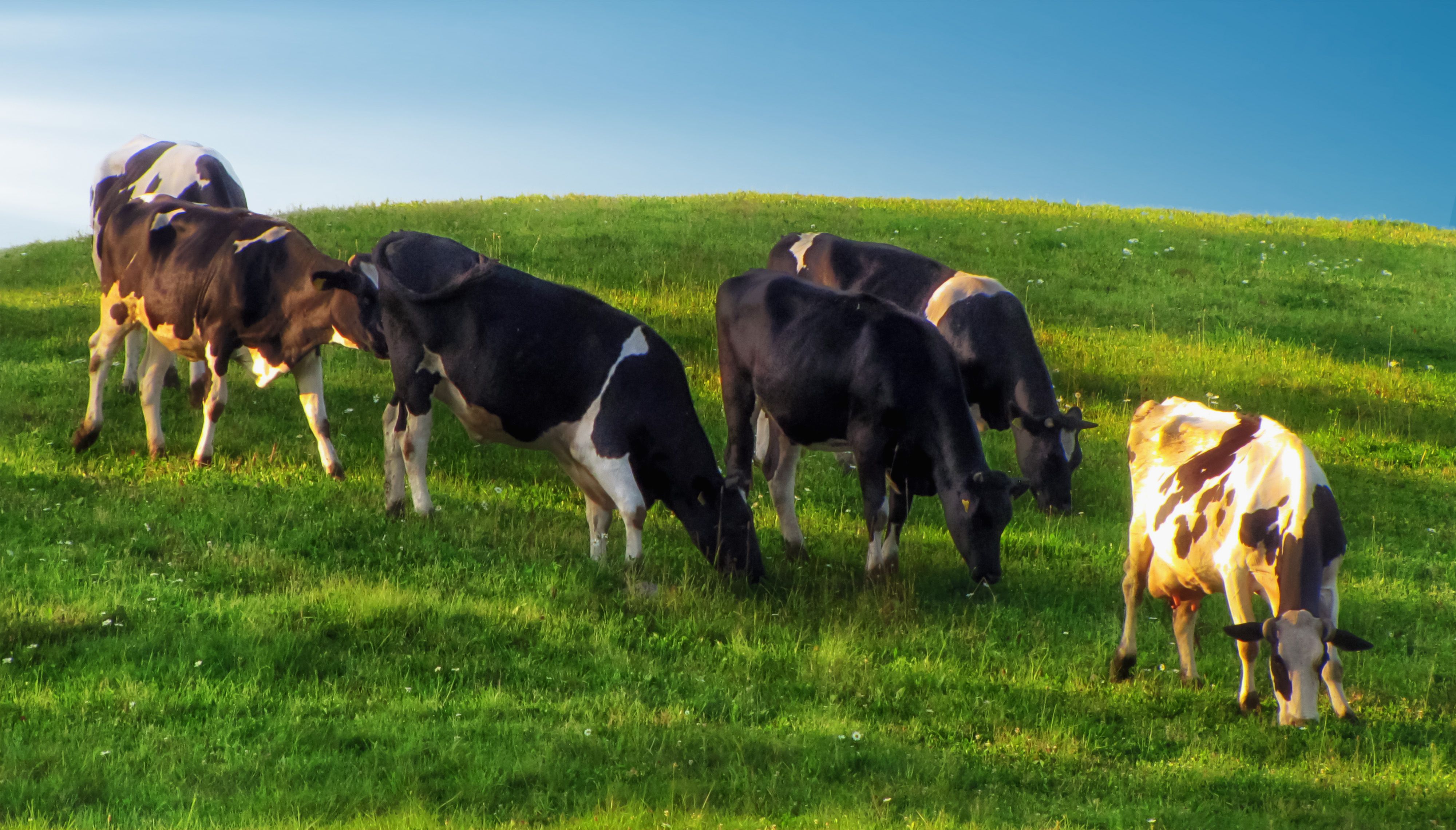 summer landscapes, animals, cows, nature, pastures, rural pastoral, idyll,, DZINTRA REGINA JANSONE