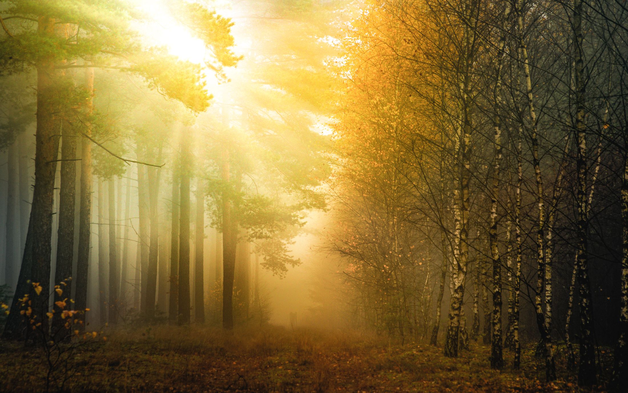 forest  autumn 2021  forest road  sunrise  light  forest atmosphere  sun  trees  birches  nature  landscape  Photography  Scenics - Nature  Beauty In Nature, Krzysztof Tollas