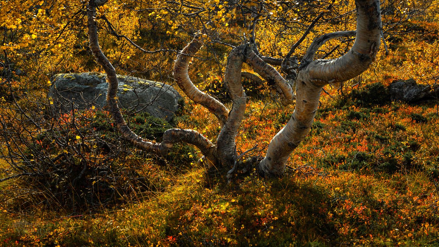 trees,autumn,golden,autumnal,tree,nature,, Adrian Szatewicz