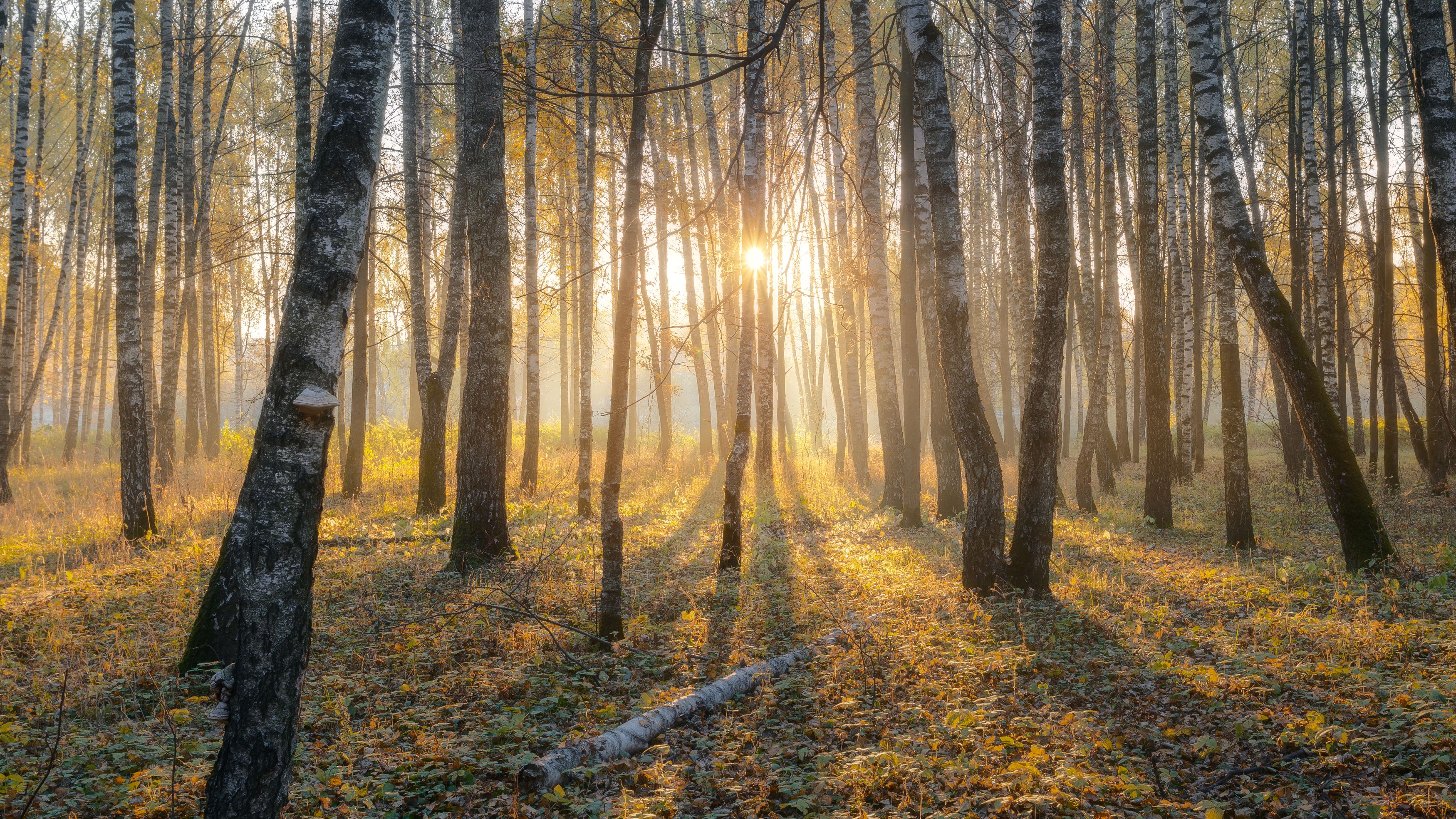 природа, рассвет, лес, Московская область, пейзаж, туман, осень, октябрь, Мартыненко Дмитрий