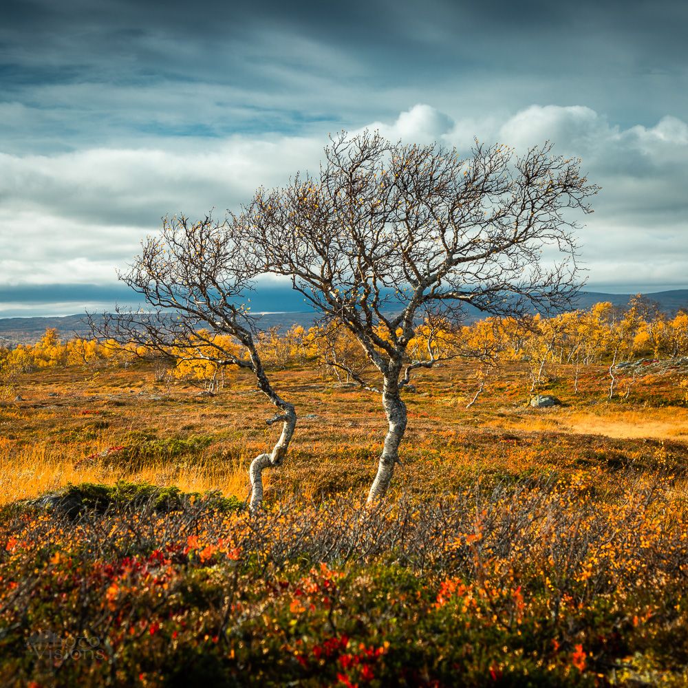 tree,autumn,autumnal,trees,mountain,sylan,norway,norwegian,, Adrian Szatewicz