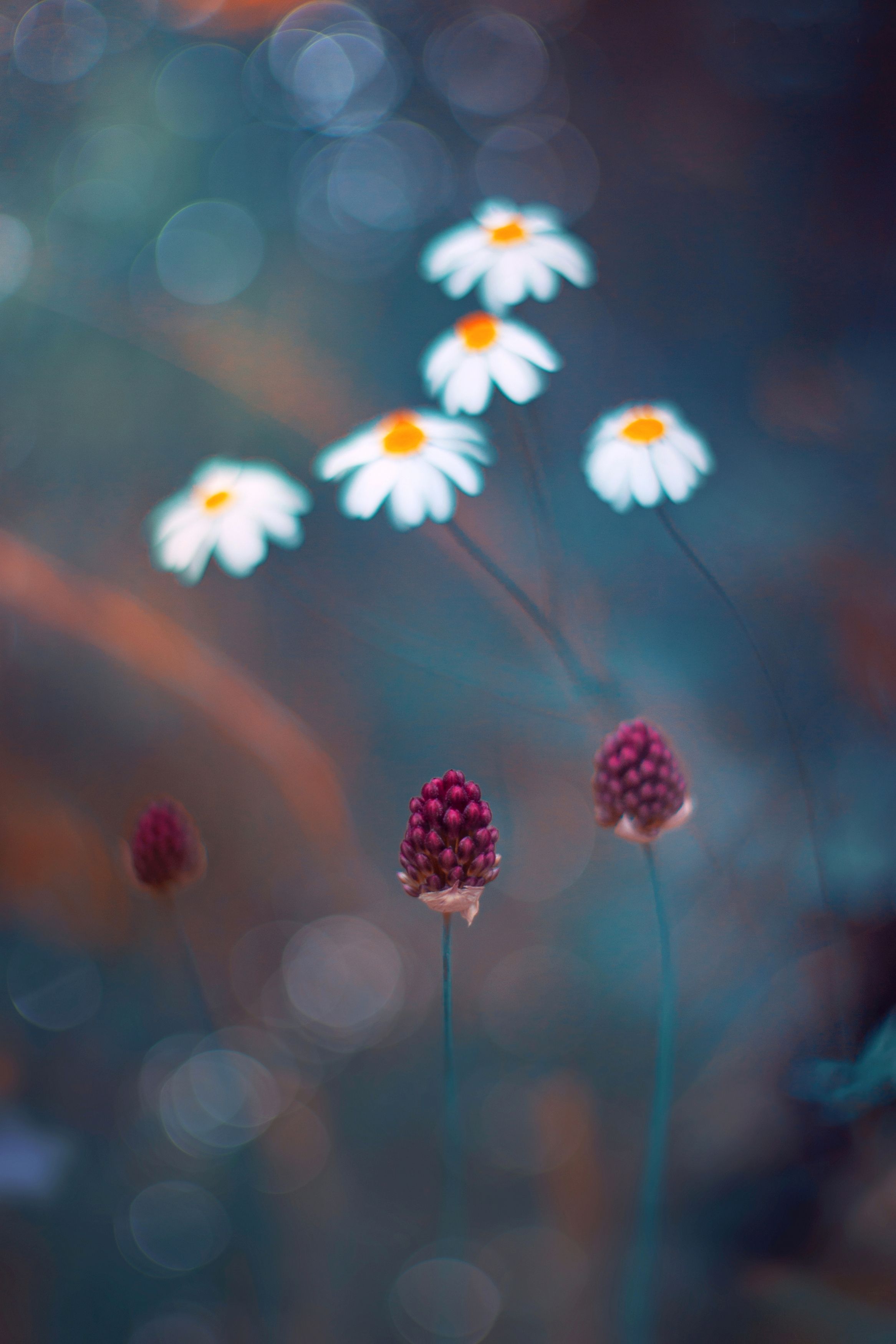 blue,flowers,wild,nature,light,bokeh,zenit,helios,white,, Борислав Алексиев