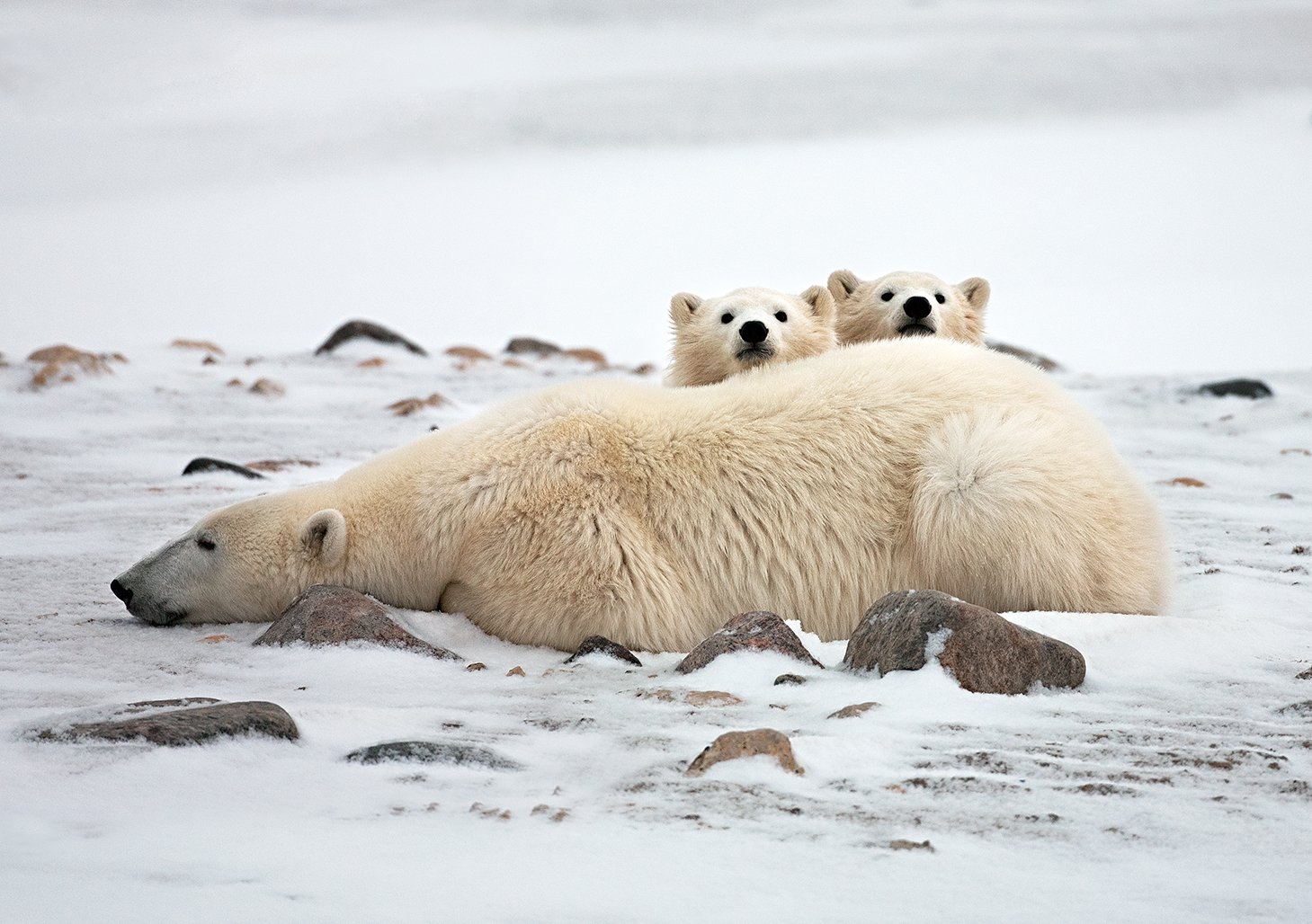 Белые медведи, Канада, Алексей Сулоев