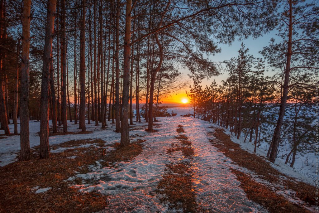 лес,закат,солнце,зима,февраль, Выгузов Алексей