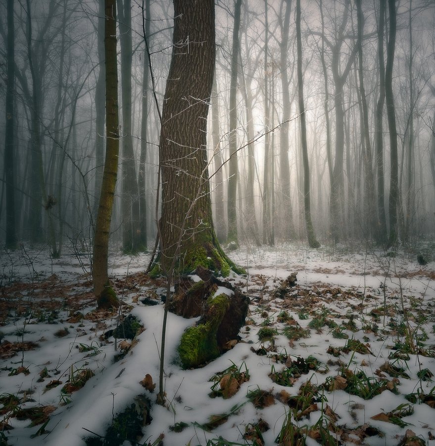 лес, весна, туман, Животков Андрей