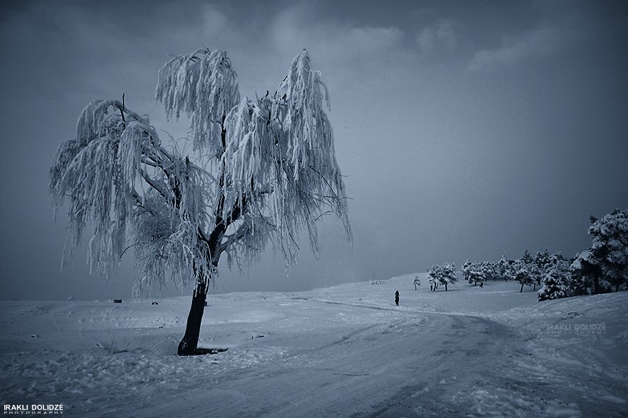 Alone, Cold, Frozen, Georgia, Mountains, Nikon D5200, Snow, Tree, Winter, ირაკლი დოლიძე