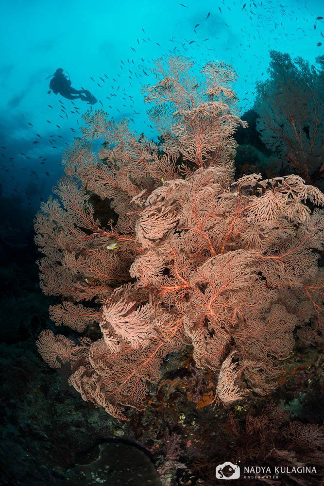 coral, coral garden, diving, fan coral, underwater, веерный, дайвер, индонезия, коралл, подводная съемка, подводное фото, Nadya Kulagina