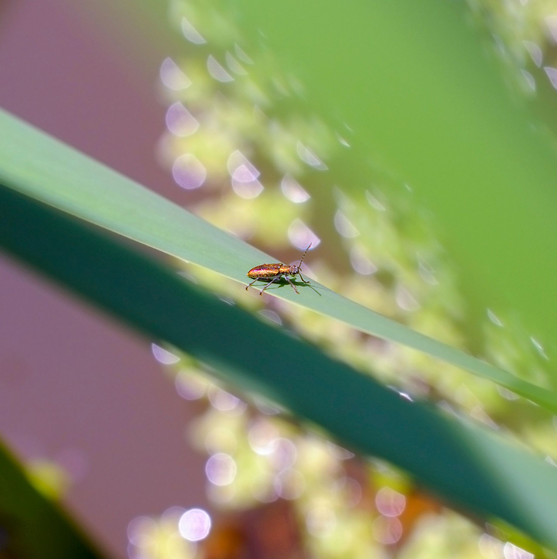 #macro, Air Walk