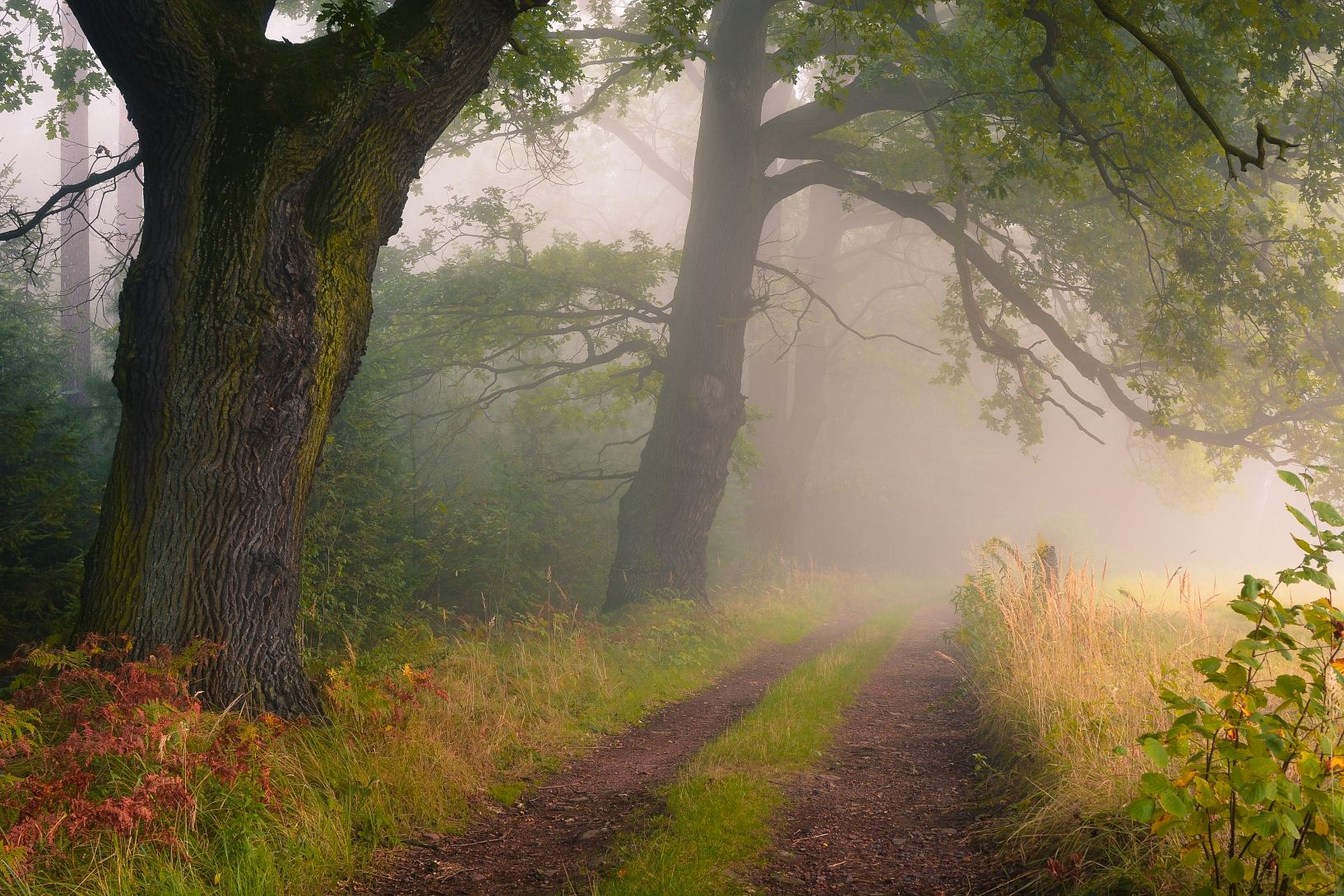 tree, outdoors, nature, fog, forest, woodland, Adam Wajner