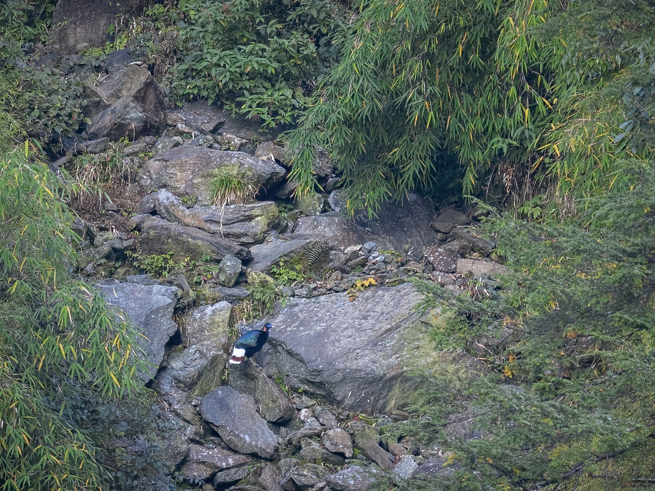 Sclater's Monal Mishmi Hills Arunachal Pradesh, Arpan Saha