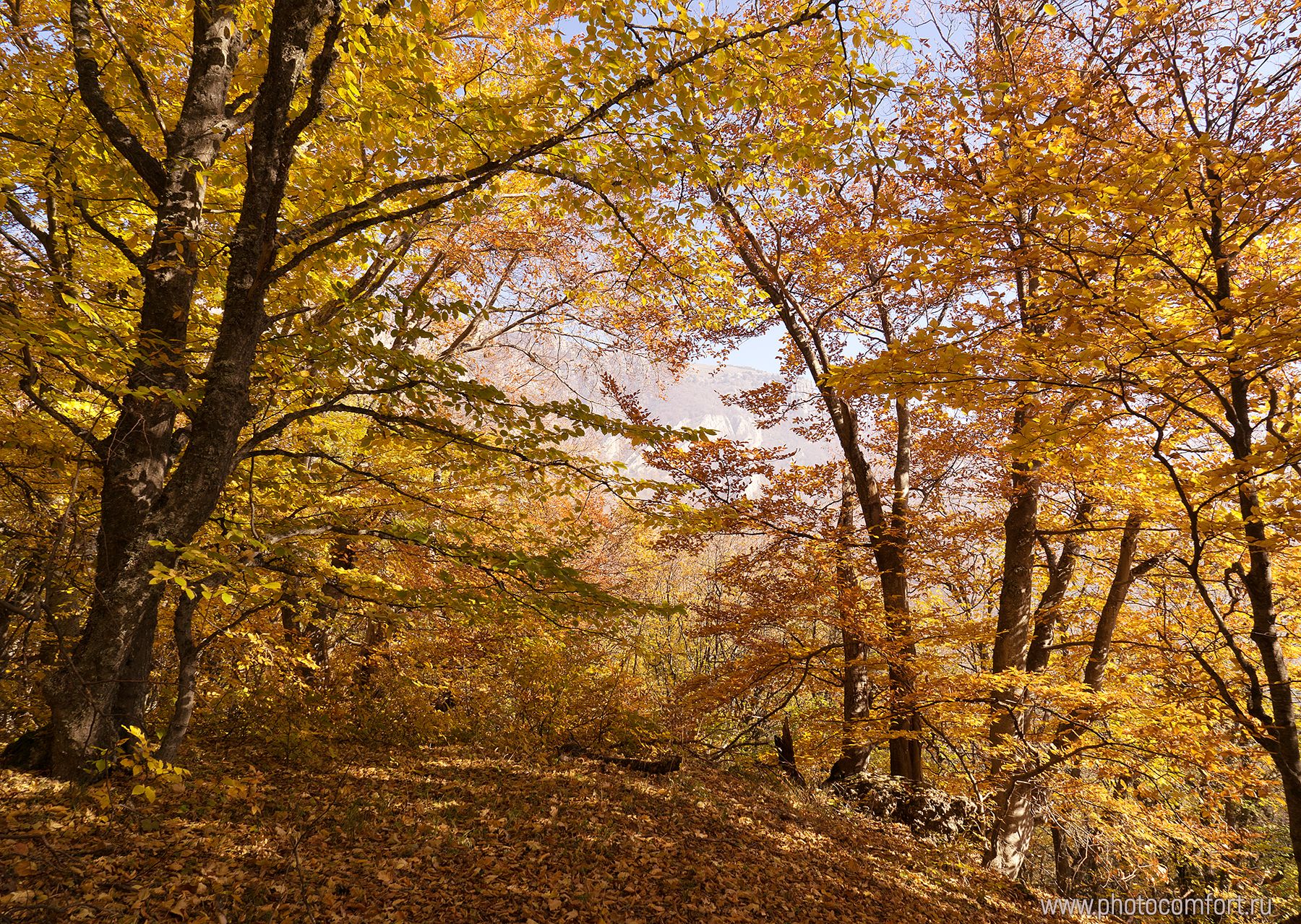 осень, лес, золото, оранжевый, ярко, позитив, энергия, природа, пейзаж, Елена Ковригина