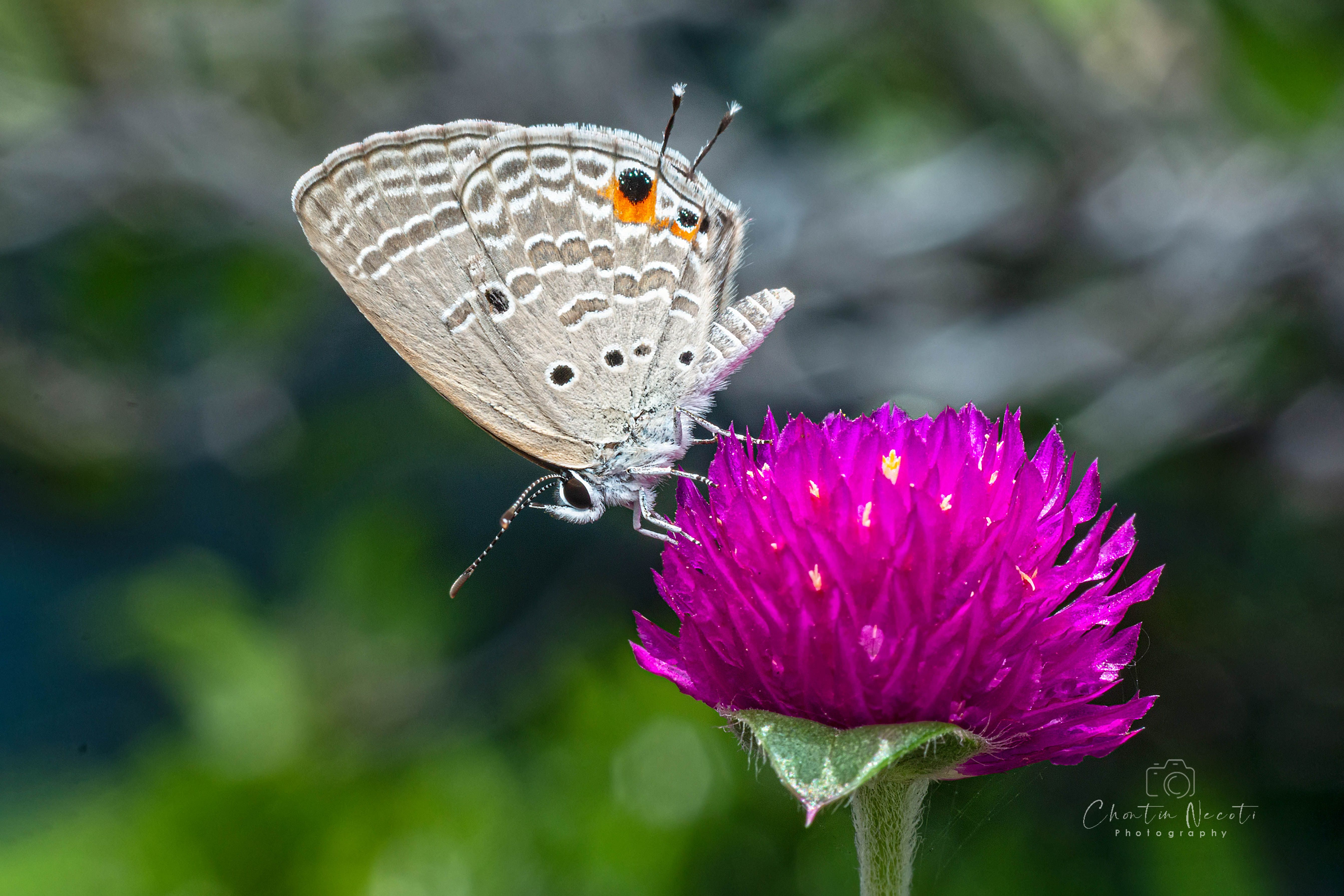Butterfly, flower, nature, outdoor, insect, animal, small, NeCoTi ChonTin