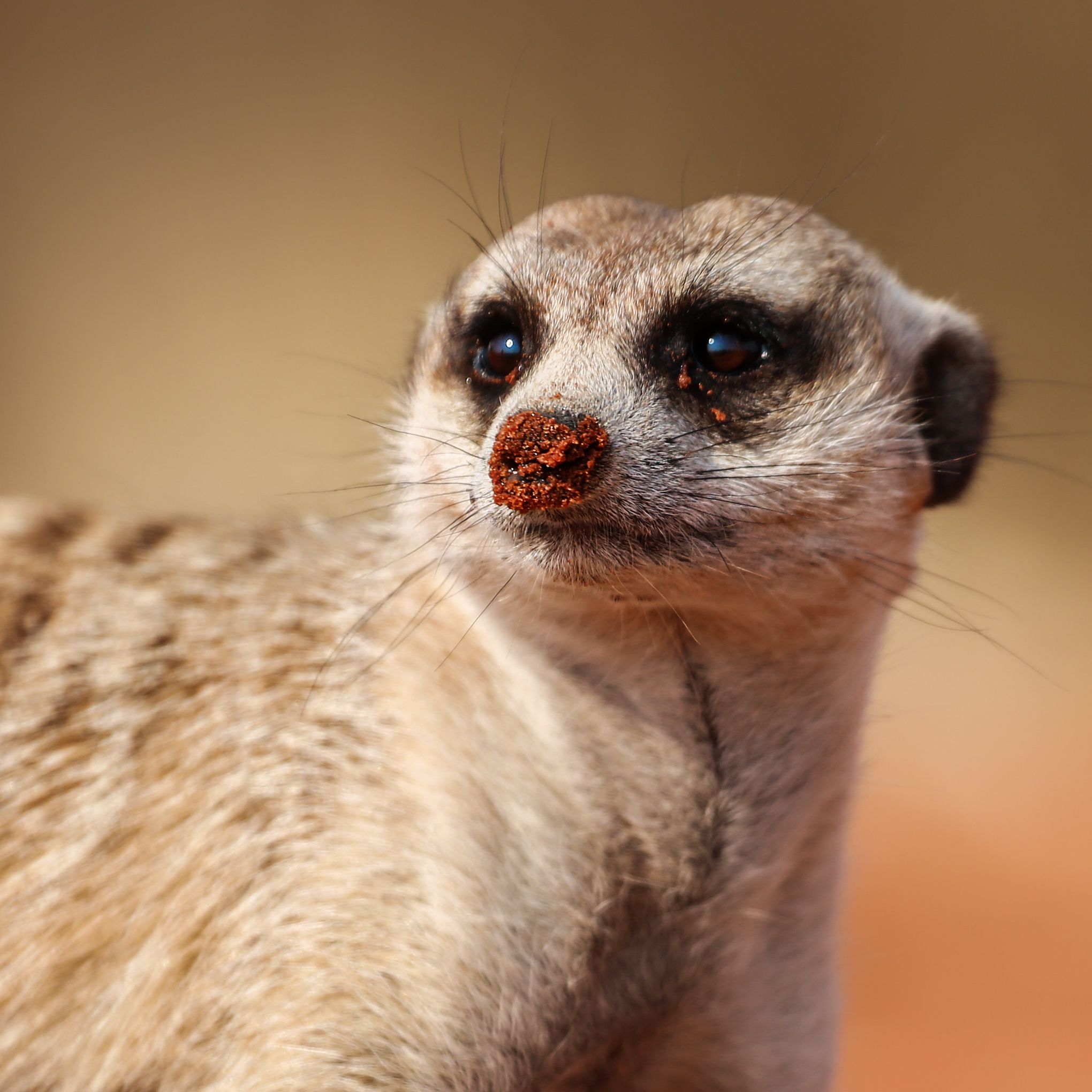 #сурикат #портрет #нос #песок #Намибия #калахари #cflahari #desert #namibia #meerkat #sand, Наталия Деркач