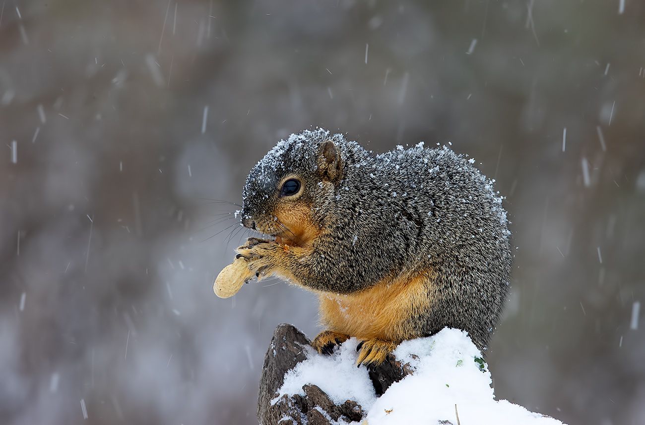 белка, squirrel, лисья белка, fox squirrel, животные,animals, cнег,  дикие животные, животные в снег, Elizabeth Etkind