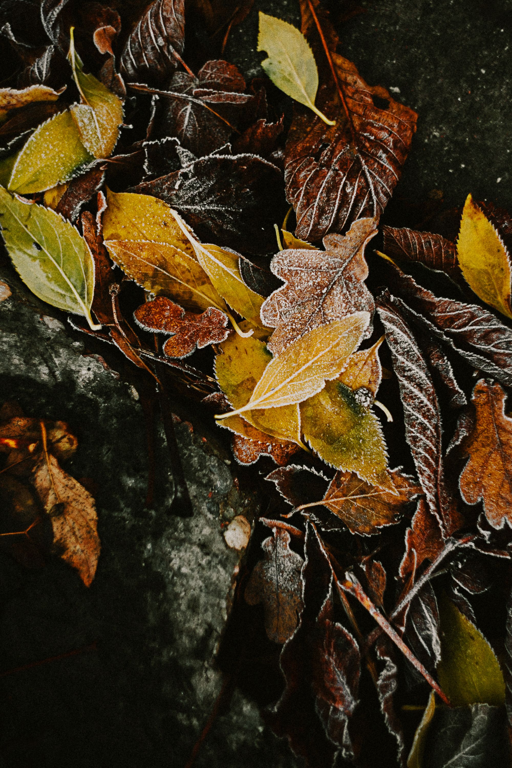 autumn, осень, иней, leaves, листья, Виктория Котова