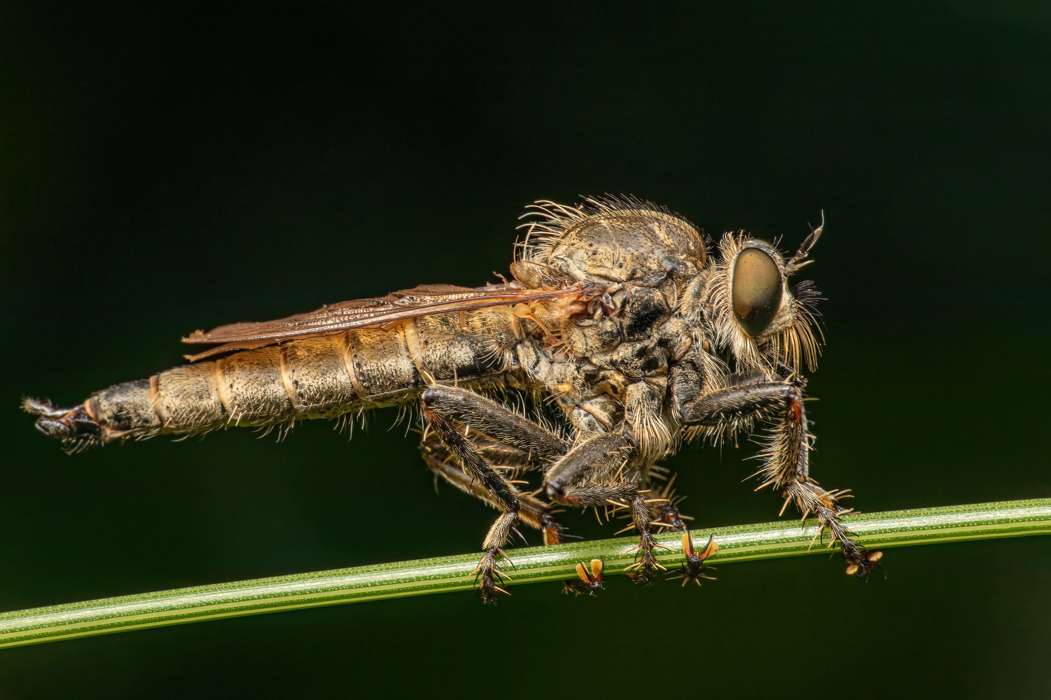 fly, predator, macro, fauna, insect, portrait, , Michael Mettier